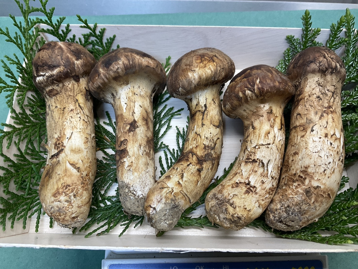 松茸　370g 366c296490cd1128bfa2694bdf824a