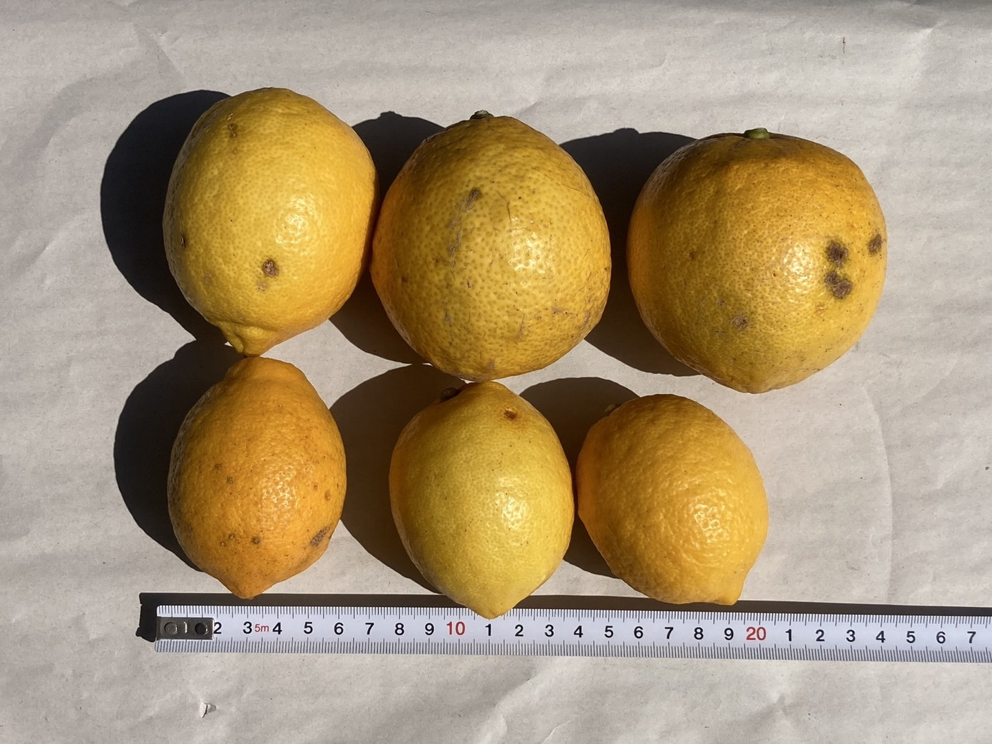 訳アリ】『広島県産レモン 10kg（70個前後）』栽培期間中農薬不
