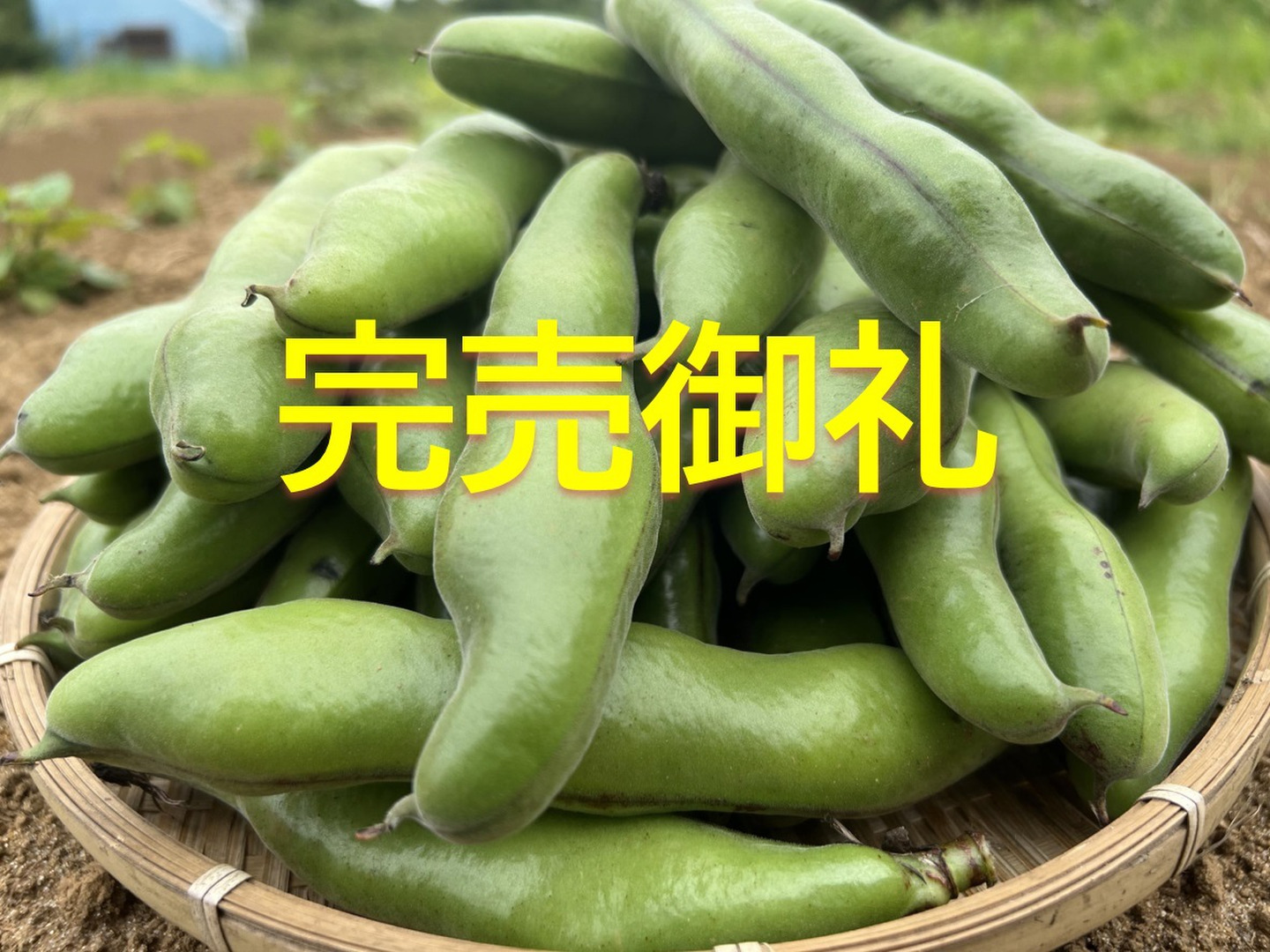 春の初物】朝採れそら豆1200g：茨城県産のその他そら豆｜食べ