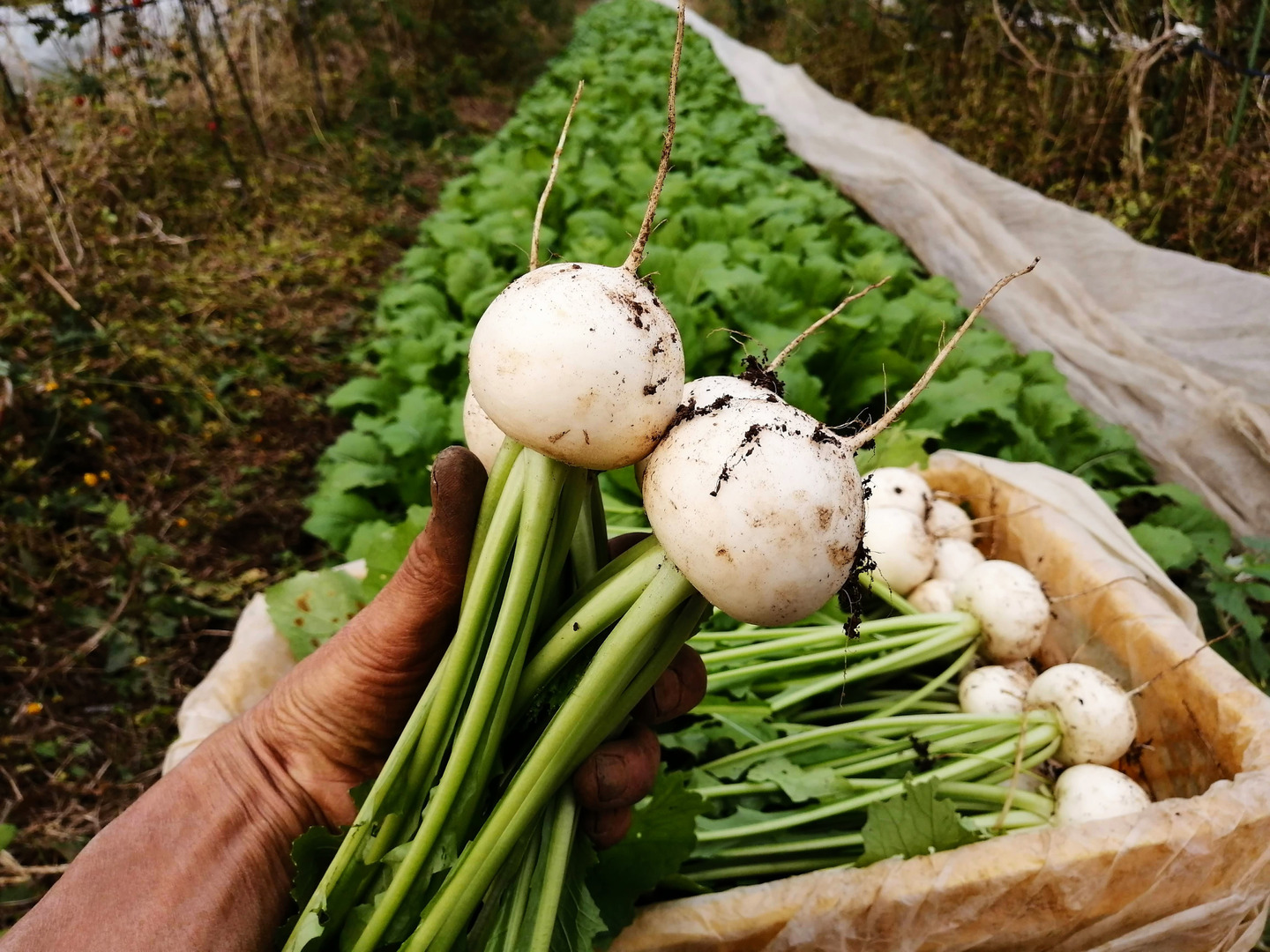 【すぽっく】野菜セット SPIRA FARM BOX —旬の野菜セット—《クロネコヤマト発送