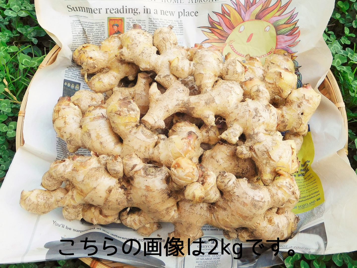 爽やかな辛み!大分県産生姜3kg(栽培期間中農薬・化学肥料不 爽やかな辛み!大分県産生姜3kg(栽培期間中農薬・化学肥料不