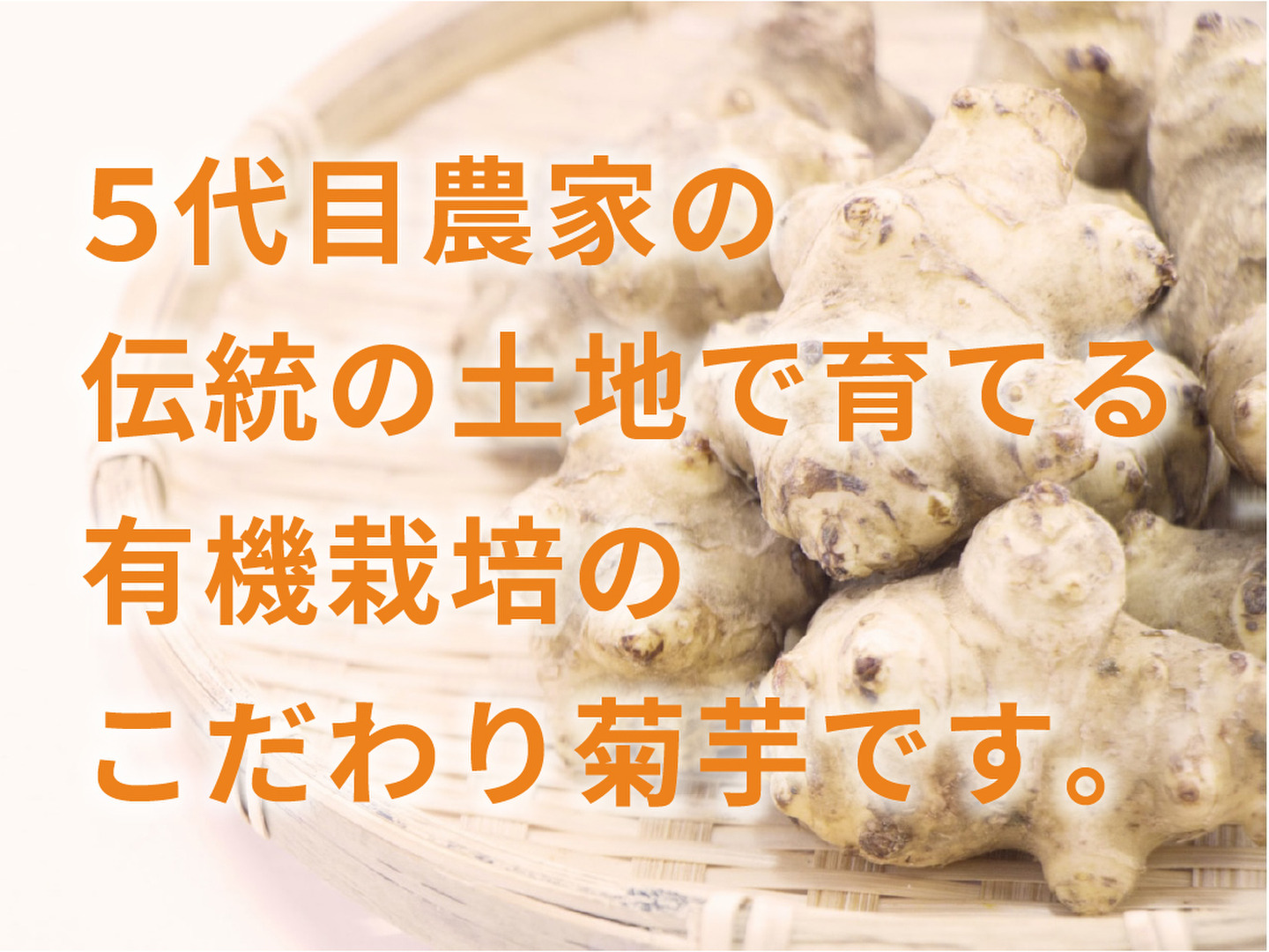 イヌリン豊富 菊芋5kg 熊本県菊池産｜菊池まるごと市場