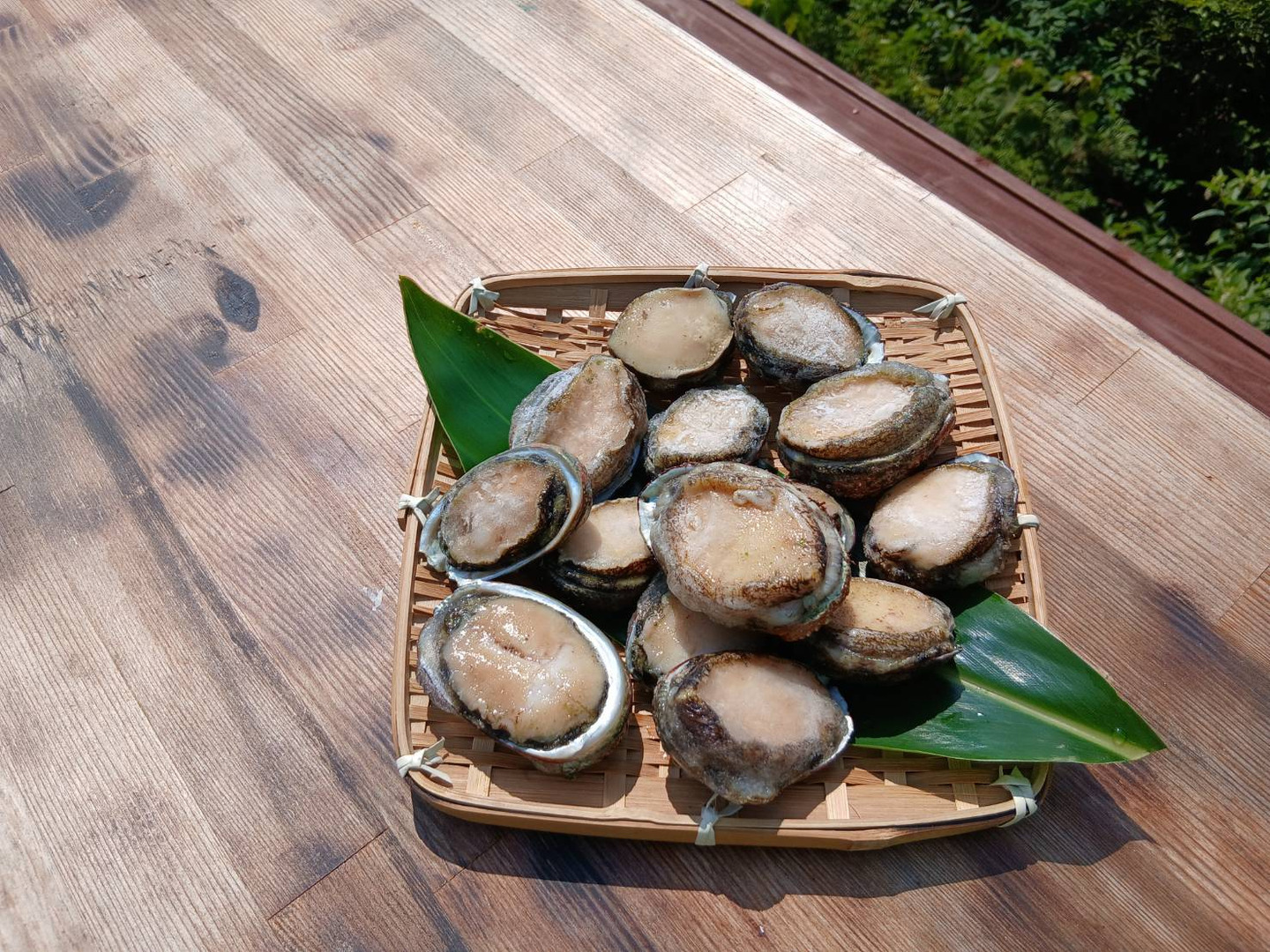 限定3セット】屋久島産 天然磯貝 500g｜採れたて急速冷凍・天然の味