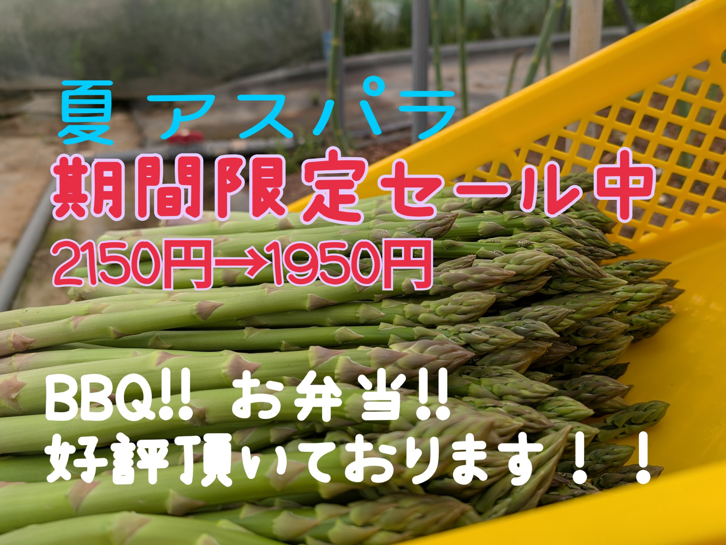 北海道産 訳あり規格外 M～2Lサイズ アスパラ！1 kg：北海道産の