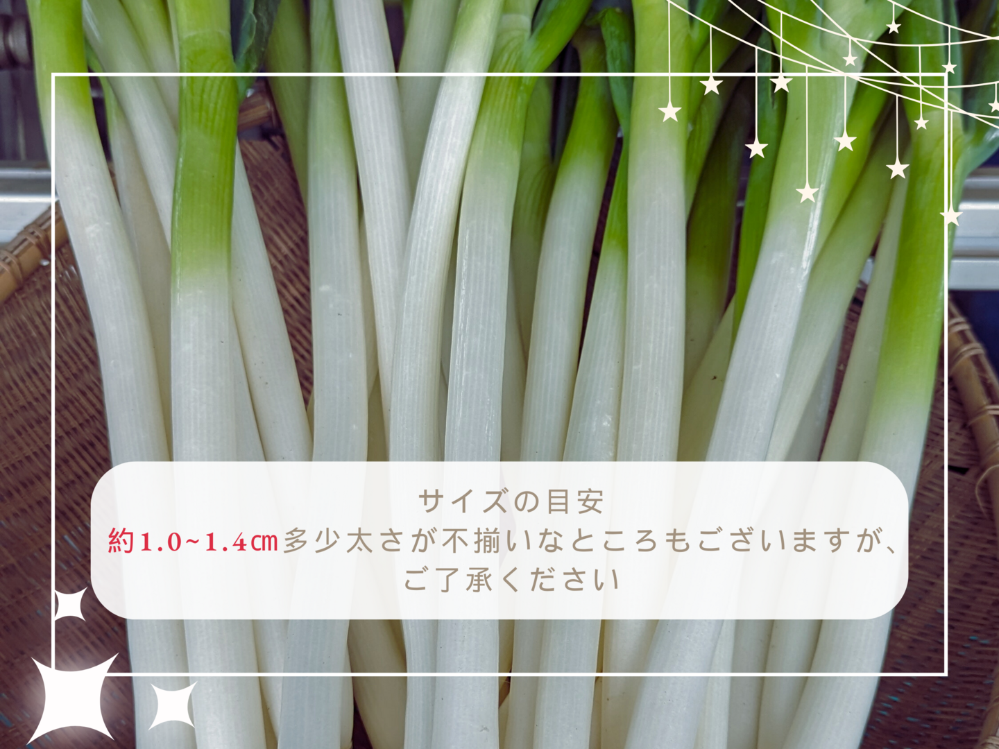 トロっとしてうまくて甘い白ネギ！Mサイズ（40本）：静岡県産の