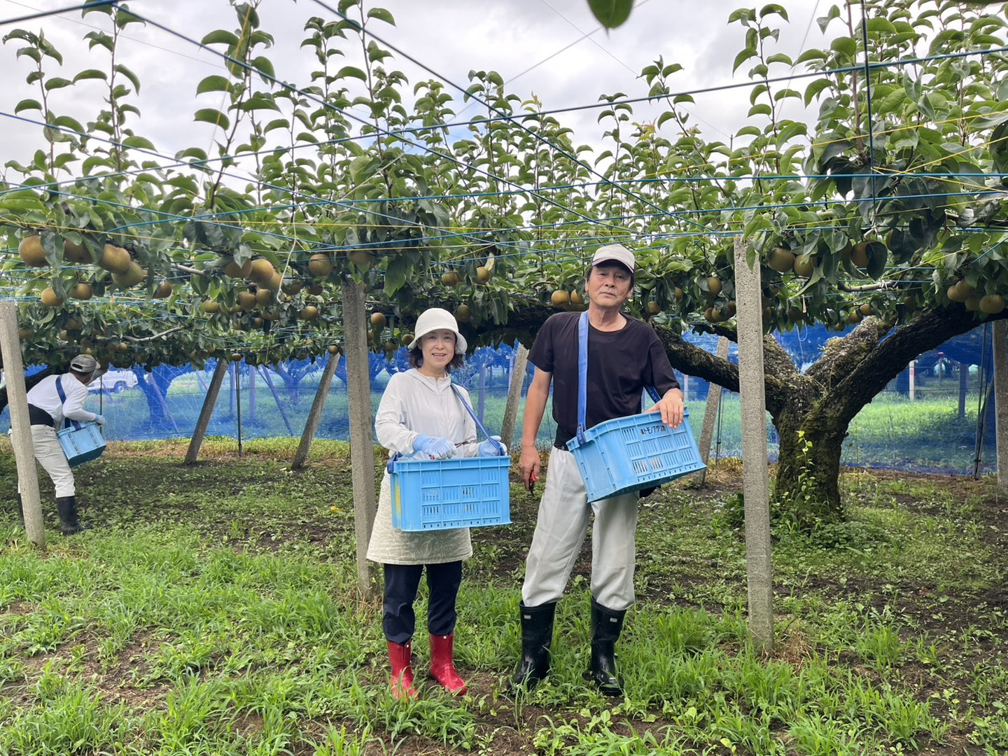 富山県産 幸水梨 訳あり品 15kg 37玉前後　大量購入特価‼︎ 今が旬！驚きの甘さ】富山県呉羽梨-幸水-10kg 16〜24玉【訳あり！大