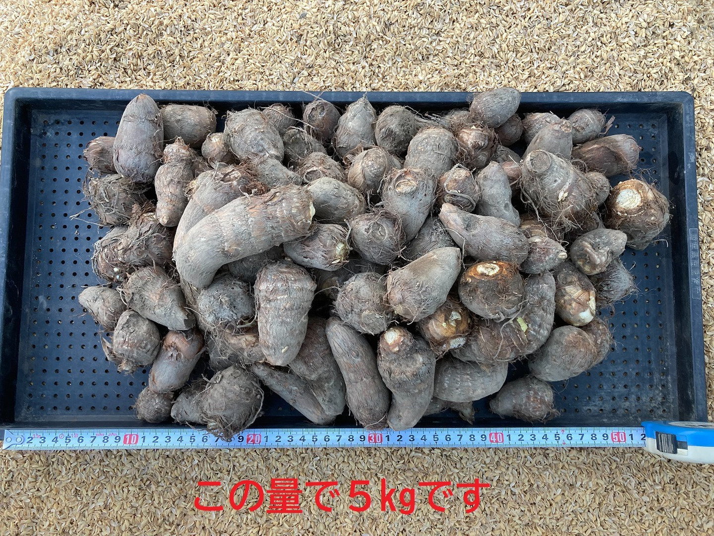 激安アウトレット処分市 | 激安通販のイーサプライ 訳アリ】【自然栽培】 農薬不使用・無肥料栽培 里芋（土垂）3kg 野菜