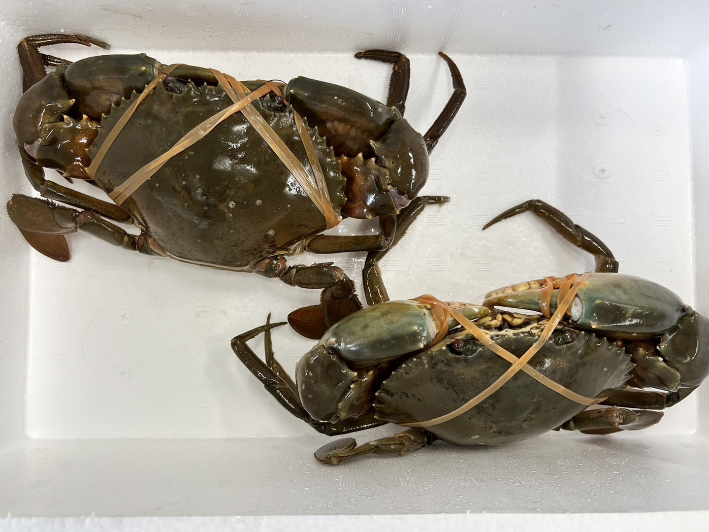 1個だけ限定商品】高級🦀ノコギリガザミ ドウマンガニ のこぎりがざみ