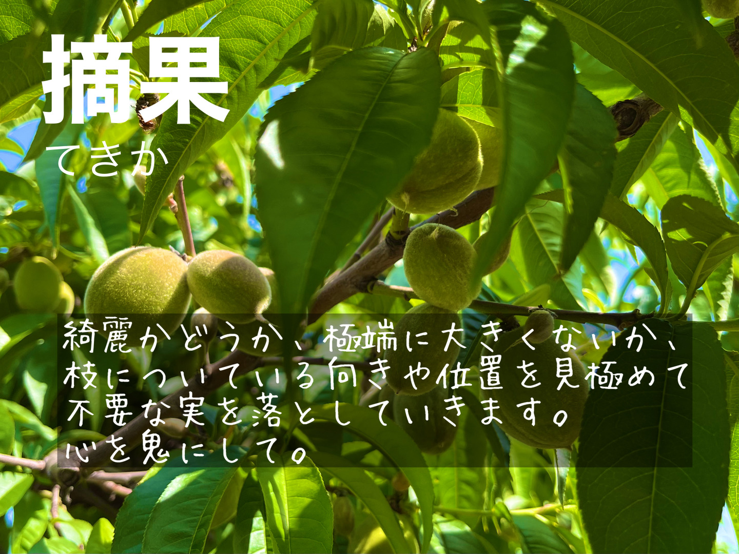 ☆朗報☆岡山県産ヤマモモ本日収穫6月２０日中粒２キロ プレゼント小粒300グラム ヤマモモ－瑞光 6パック入 徳島県産