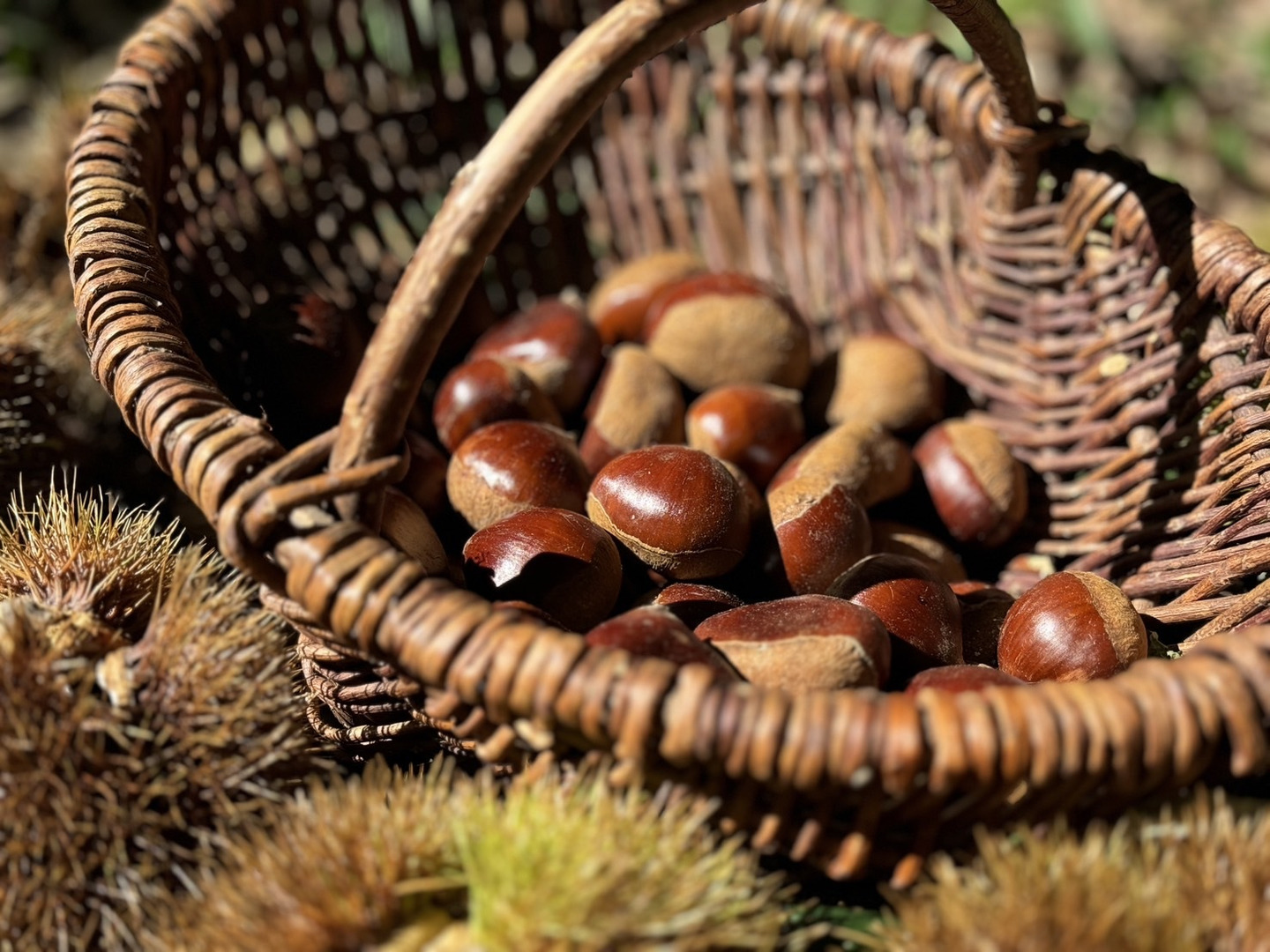 熊本産 ごろごろ大きい和栗🌰2キロ 自然栽培 朝採り直送◎：熊本県産の