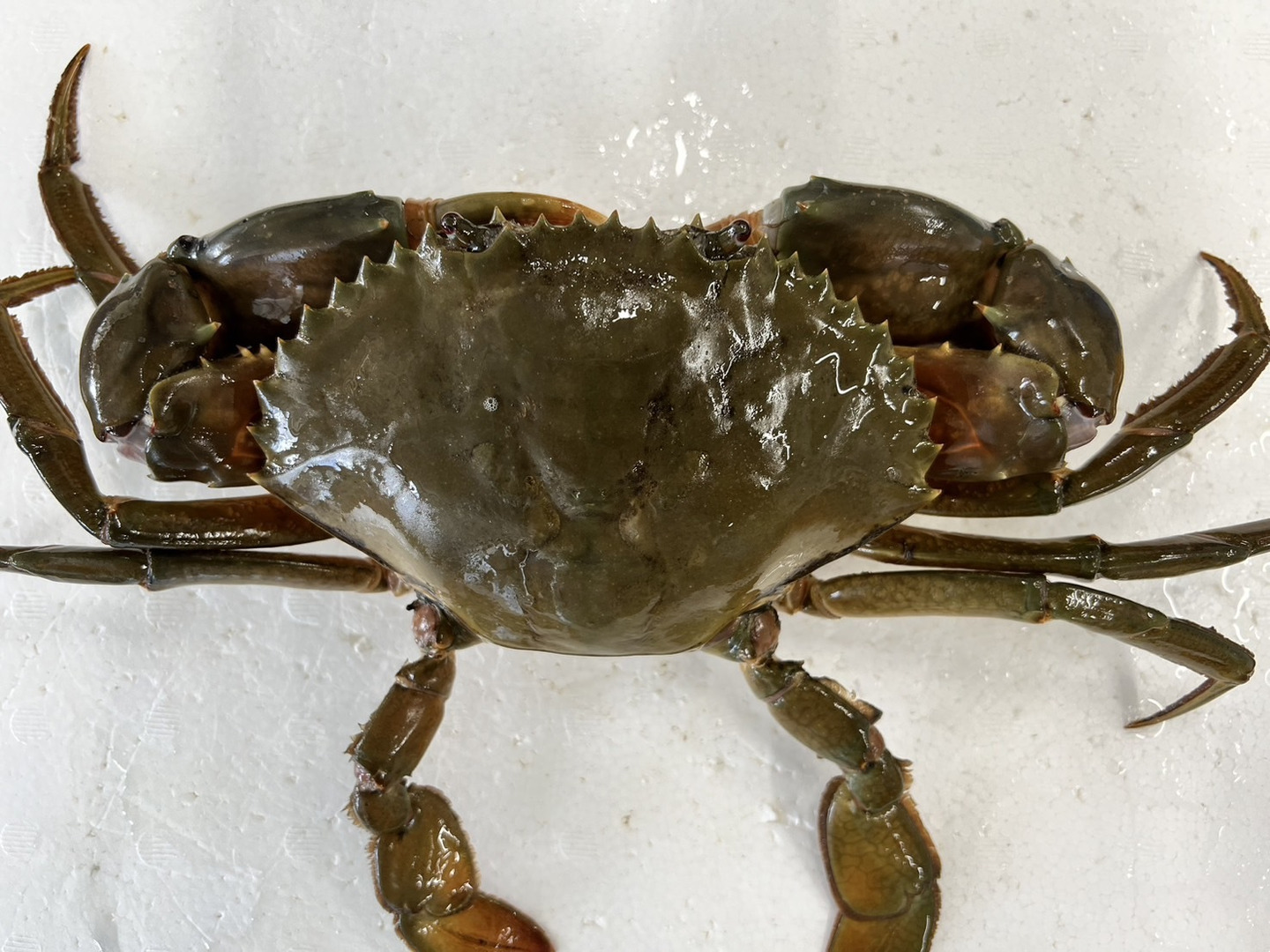 1個だけ限定商品】30％値引きしました。🦀ノコギリガザミ