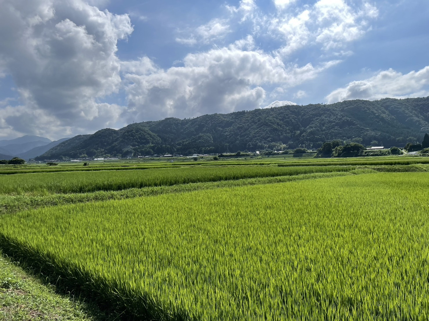 ラスト🎉🔵令和6年産 🔵 化学肥料不使用‼️クローバーで育てた幻 ラスト🎉🔵令和6年産 🔵 化学肥料不使用‼️クローバーで育てた幻