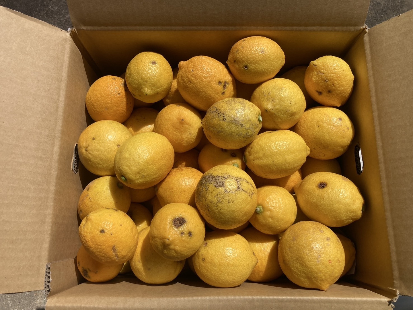 web限定セール 訳アリ】『広島県産レモン 10kg（70個前後）』栽培期間中農薬不 果物