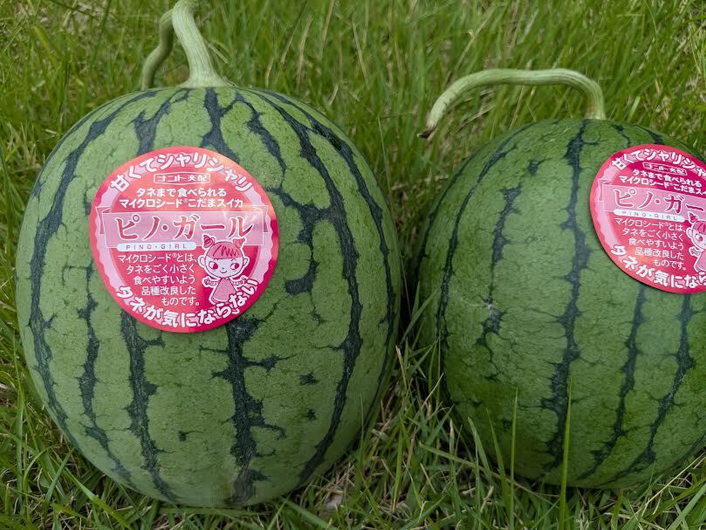 ２・千葉県・たけ・ピノガール 限定2箱 すぐ出荷！ピノガール 2玉入り/1箱/約5kg：千葉県産の