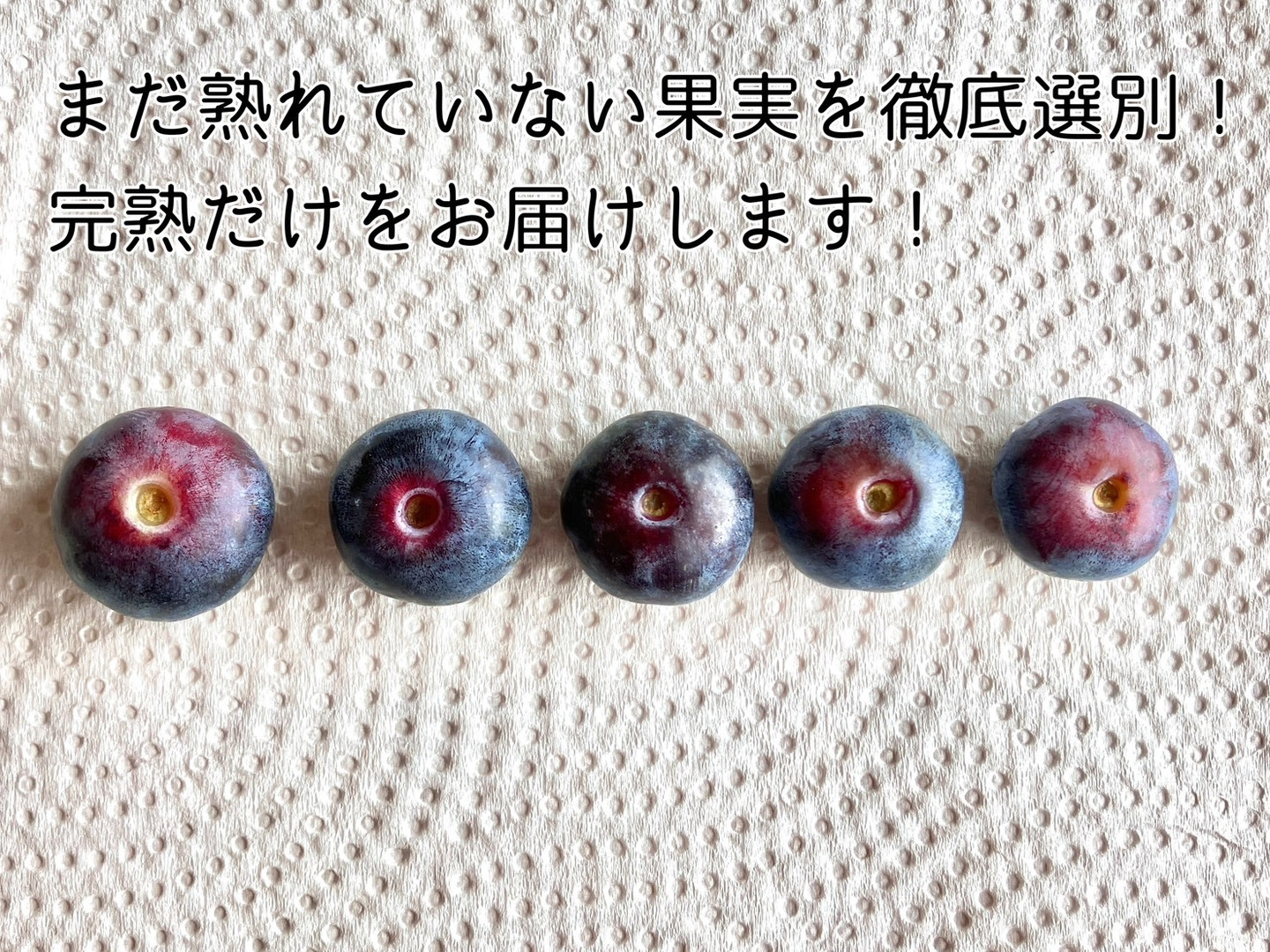 jarimi2 新鮮なブルーベリー2025 jarimi2 新鮮なブルーベリー2025 期間限定】2025年6月～7月発送