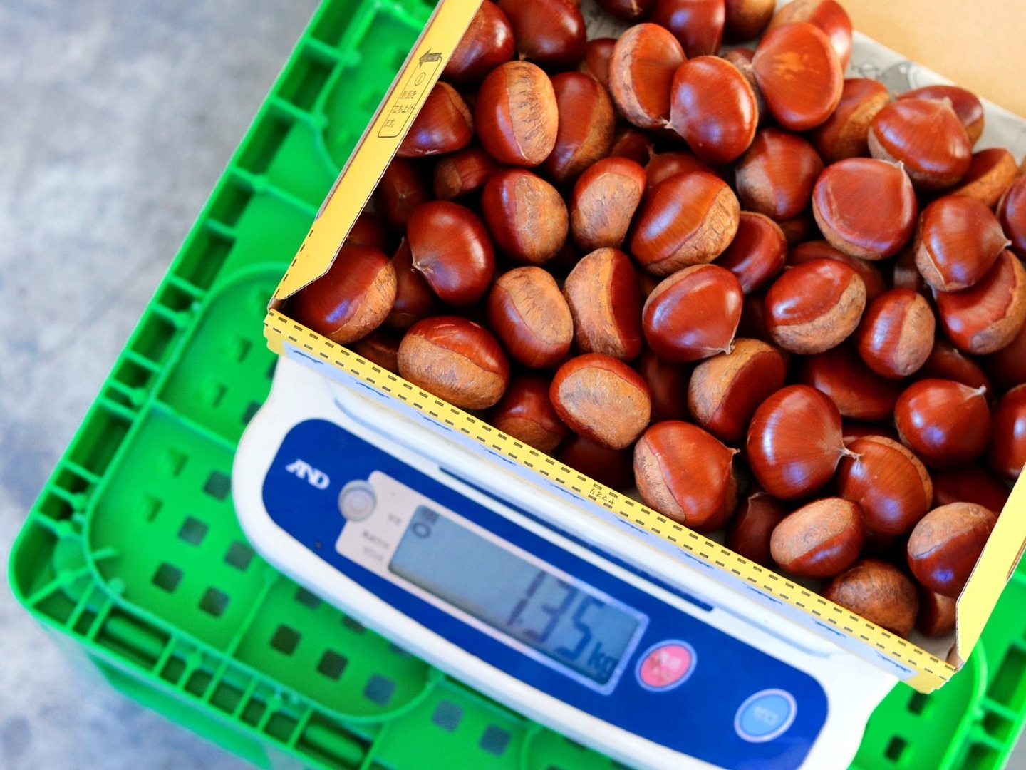 樹上完熟】四万十和栗2kg 大小混合サイズ 農薬不使用 自然