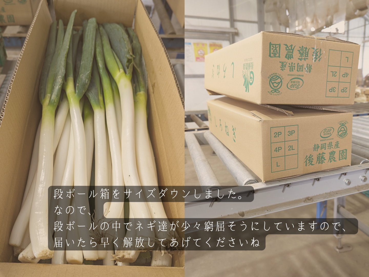 送料無料 いつまで 食費削減ネギ！規格外S～2L(10kg)：静岡県産のねぎ｜食べチョク 野菜