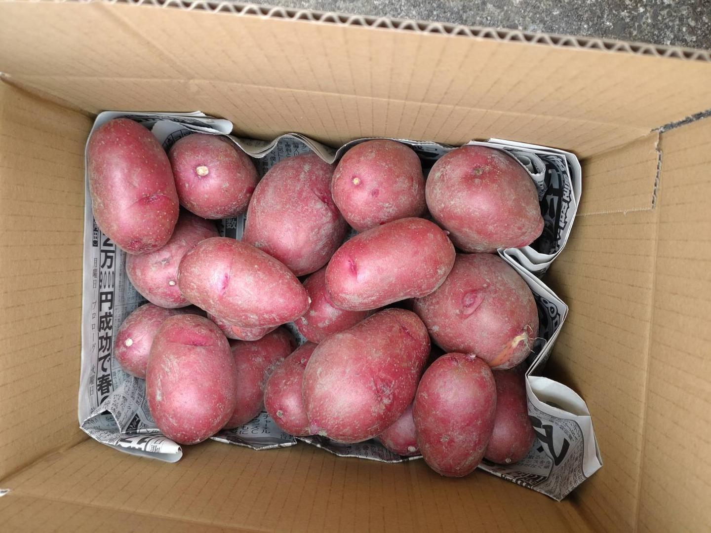 新ジャガ レッドムーン 2kg：奈良県産のレッドムーン｜食べ
