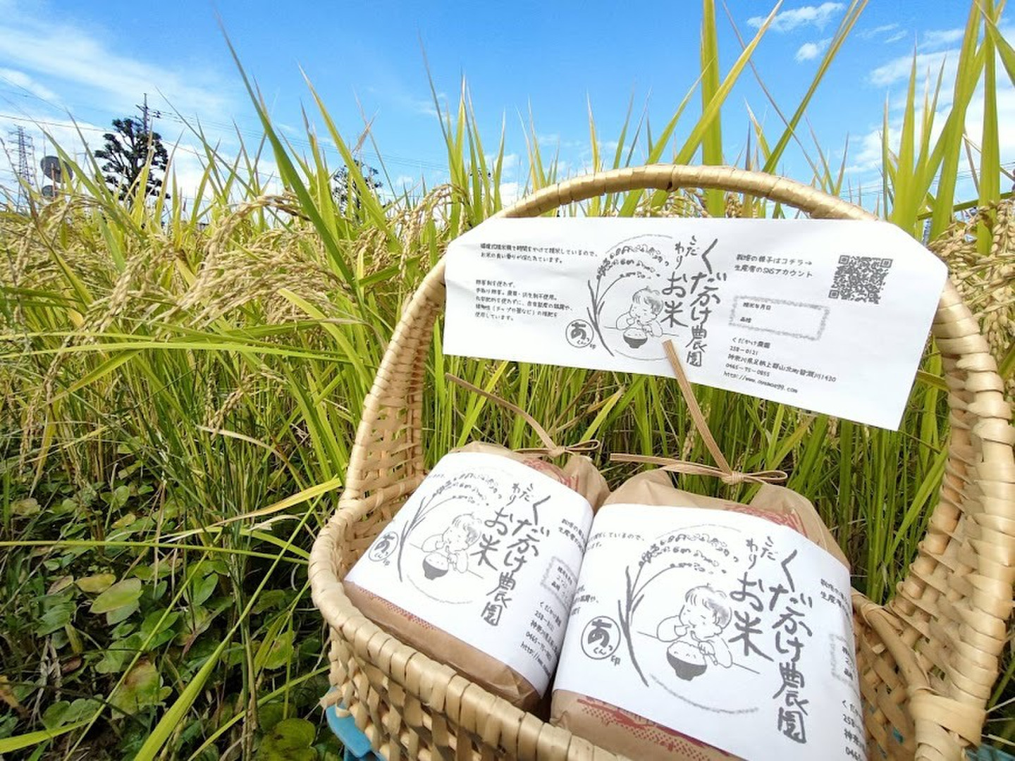 神奈川県産 令和5年 お米 10キロ 神奈川県産 令和5年 お米 10キロ