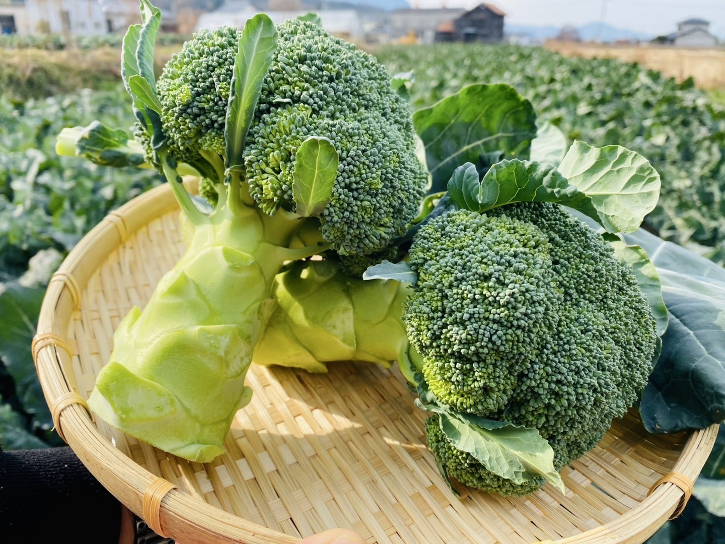 新品 朝採り新鮮！】深碧：香川県産のその他ブロッコリー｜食べチョク 野菜