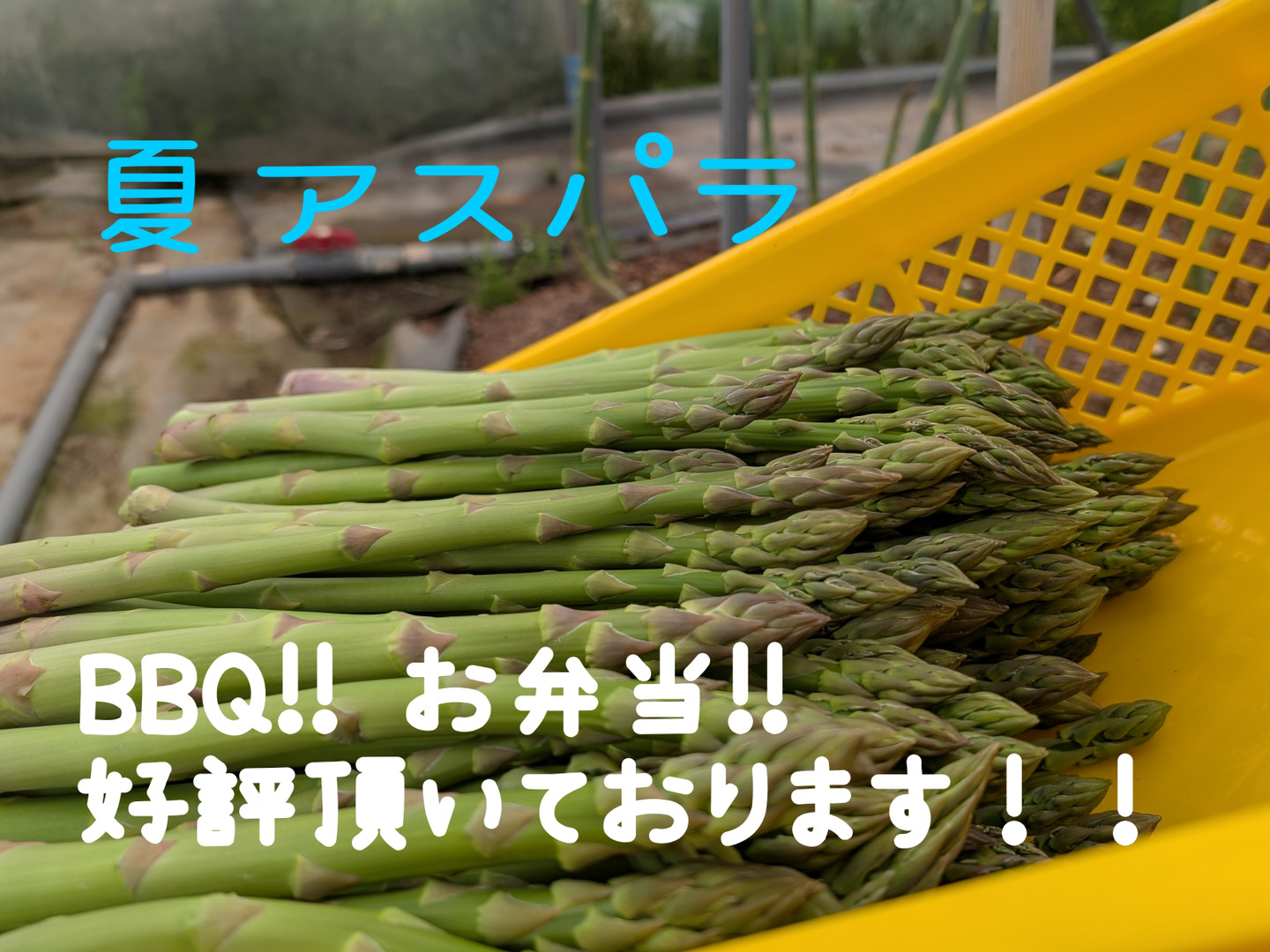 北海道産アスパラ 2kg  規格外