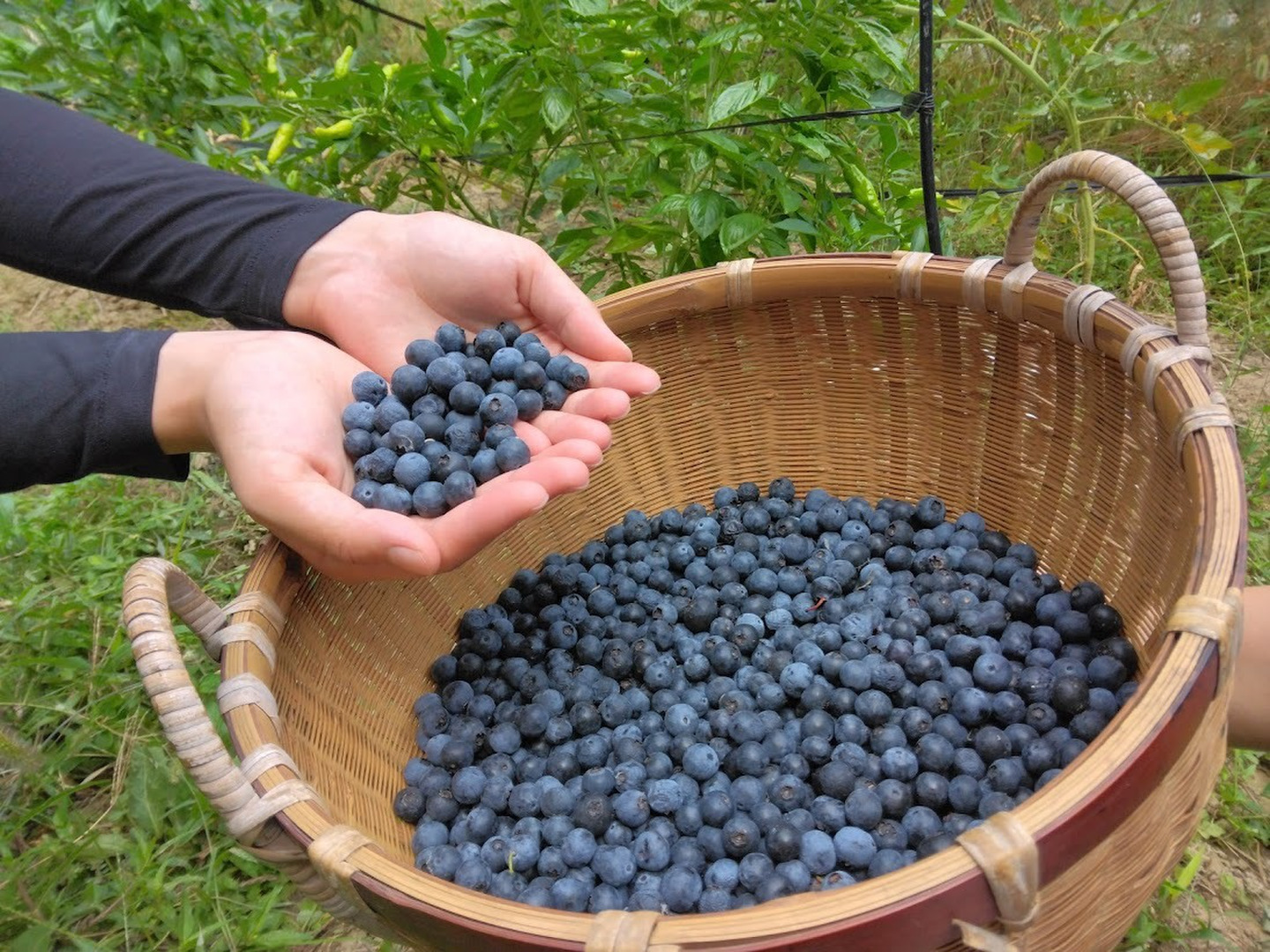 ブルーベリー　1kg 訳あり・冷凍ブルーベリー 無選別 1kg