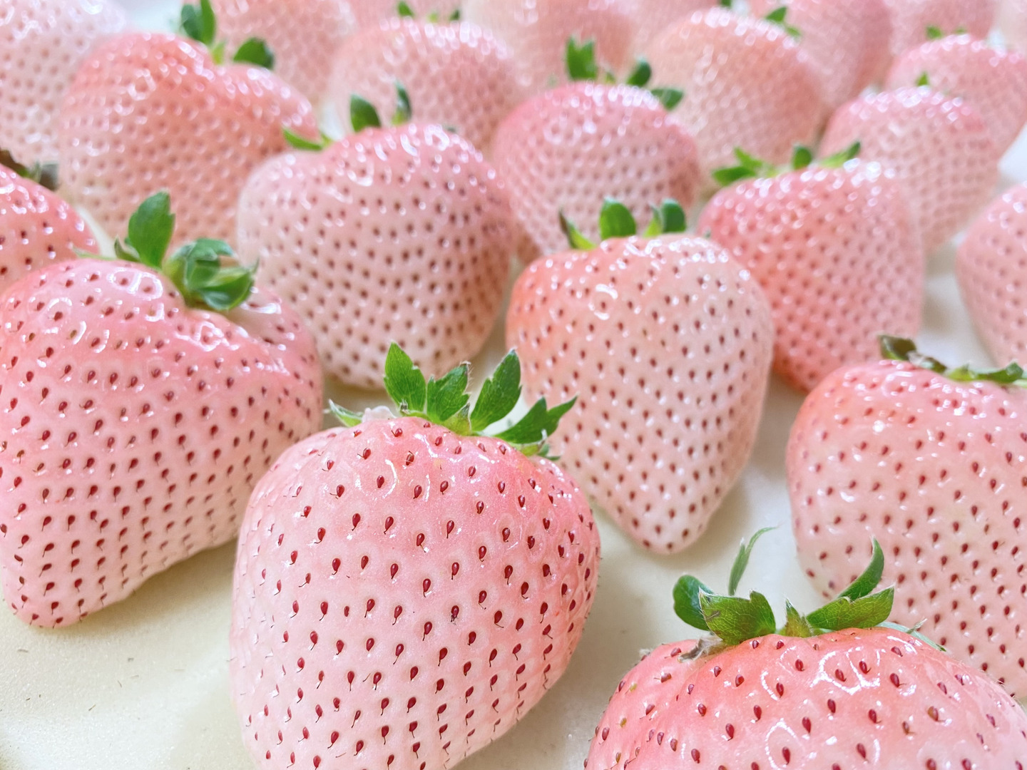 さくらいちごレギュラーパック：佐賀県産の果物｜食べチョク｜産地直送(産直)お取り寄せ通販 - 農家・漁師から旬の食材を直送