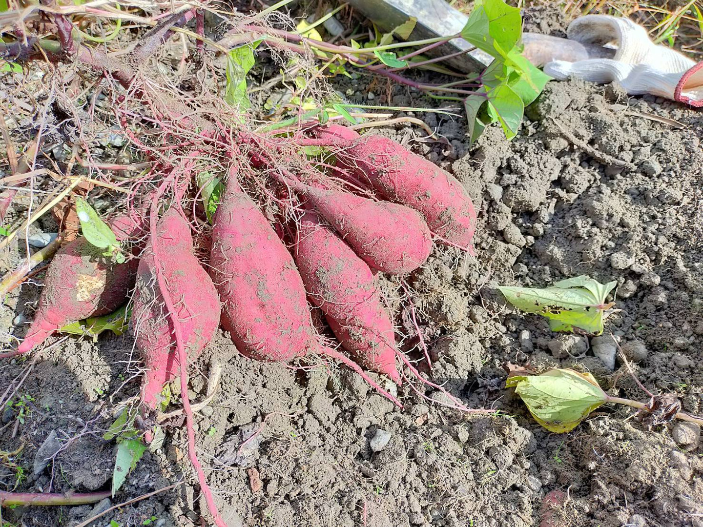 ブランドバッグ 人気ランキング2024 甘くてねっとりとした食感！焼き芋や干し芋などに最適な 野菜