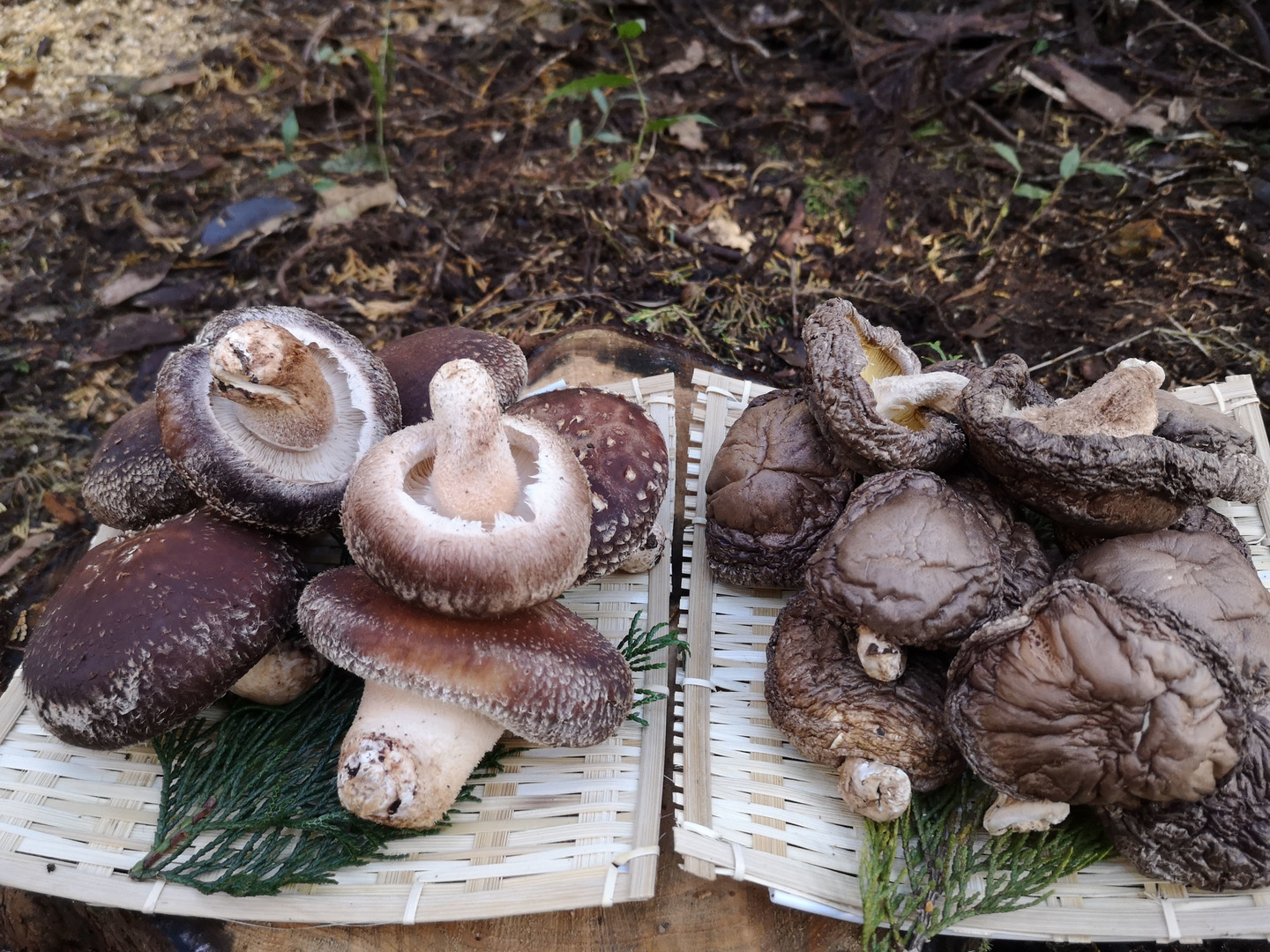お徳用 原木生しいたけ（450g）※季節限定 | しいたけ屋平松