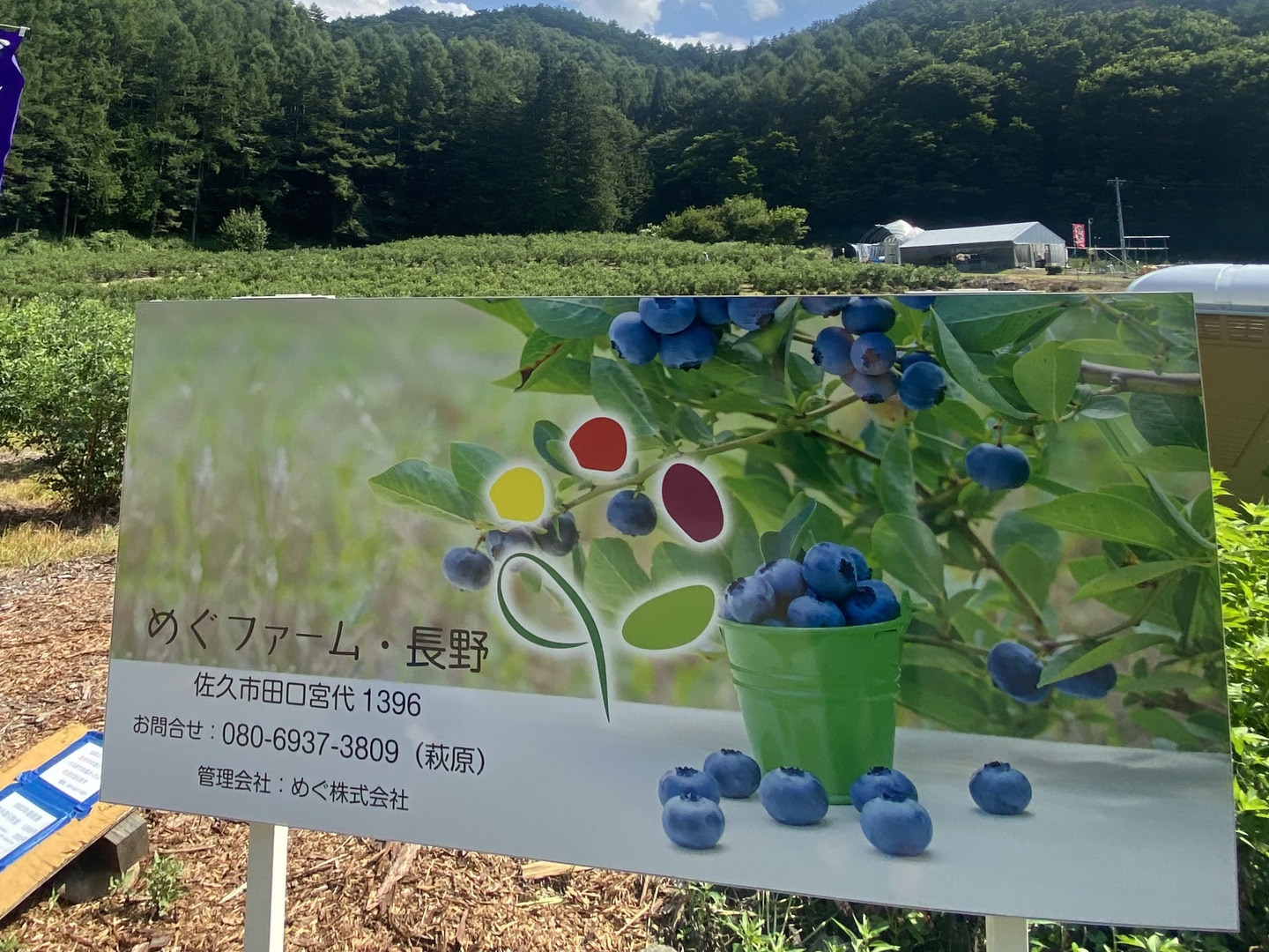 あめまま　長野県産ブルーベリー 2kg 楽天市場】国産 冷凍 ブルーベリー 約1kg×2袋 合計 約2kg 国産