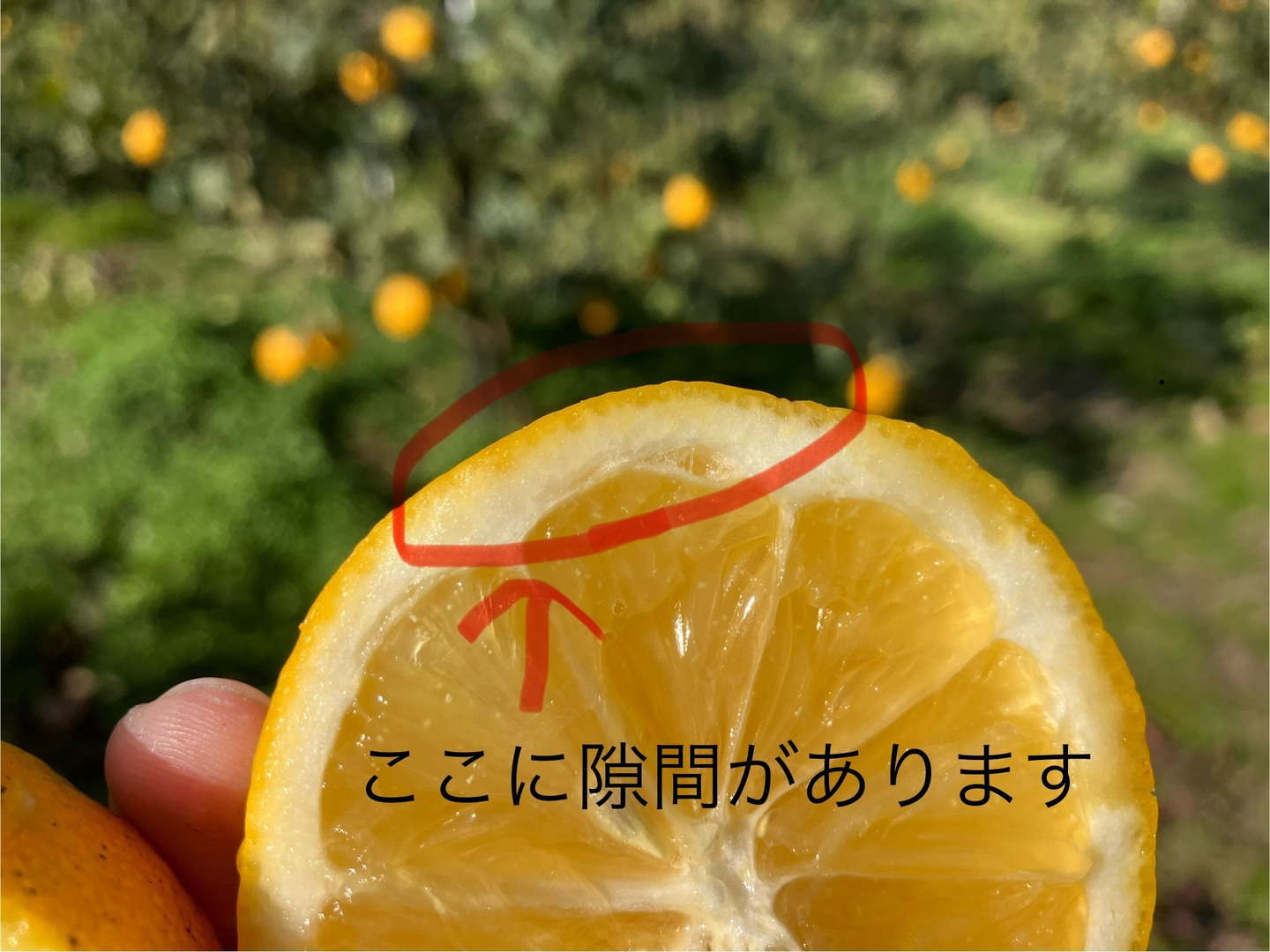 ＼半額SALE／ 2月限定特価！】やや訳ありの完熟マイヤーレモン 搾汁するなら5 果物
