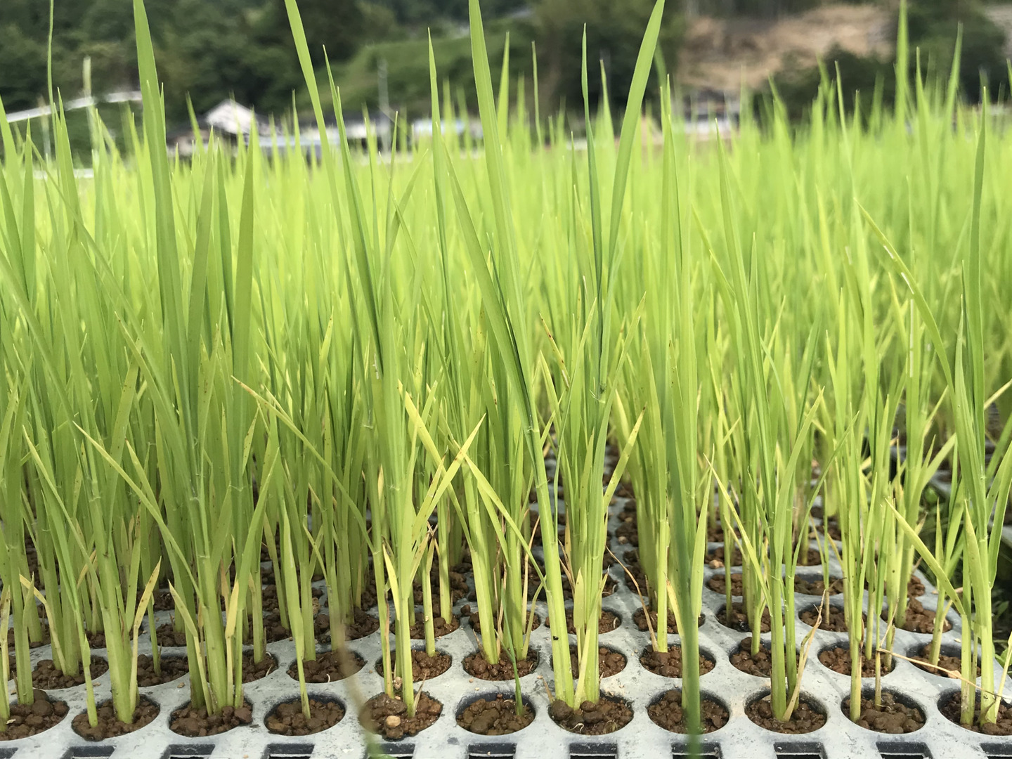 粘土土で育った令和六年産 こしひかり長野県佐久産24.9キロ 米