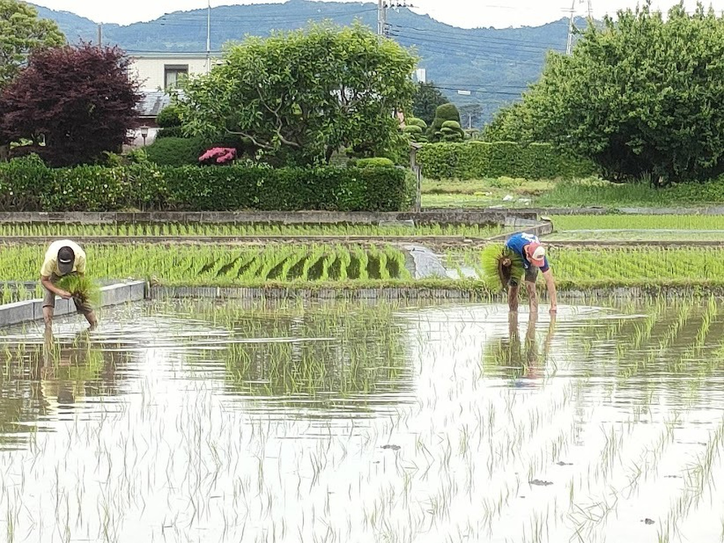 神奈川県産 元気いっぱいに育てました😊 農薬不使用 化学肥料不