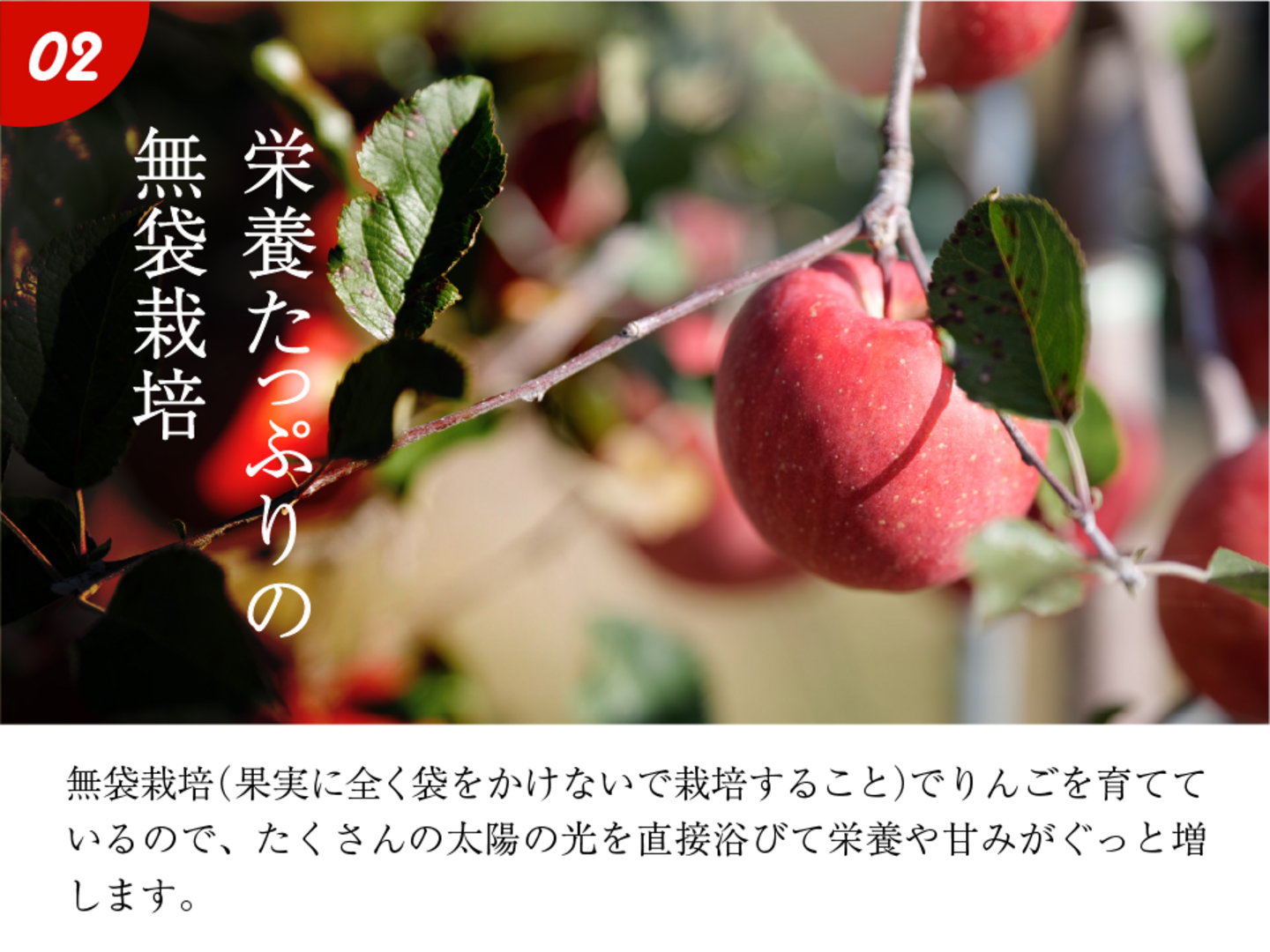 リンゴ食べ比べ🍎3キロ箱 6玉〜15玉サイズ 商品ID48414 長野県