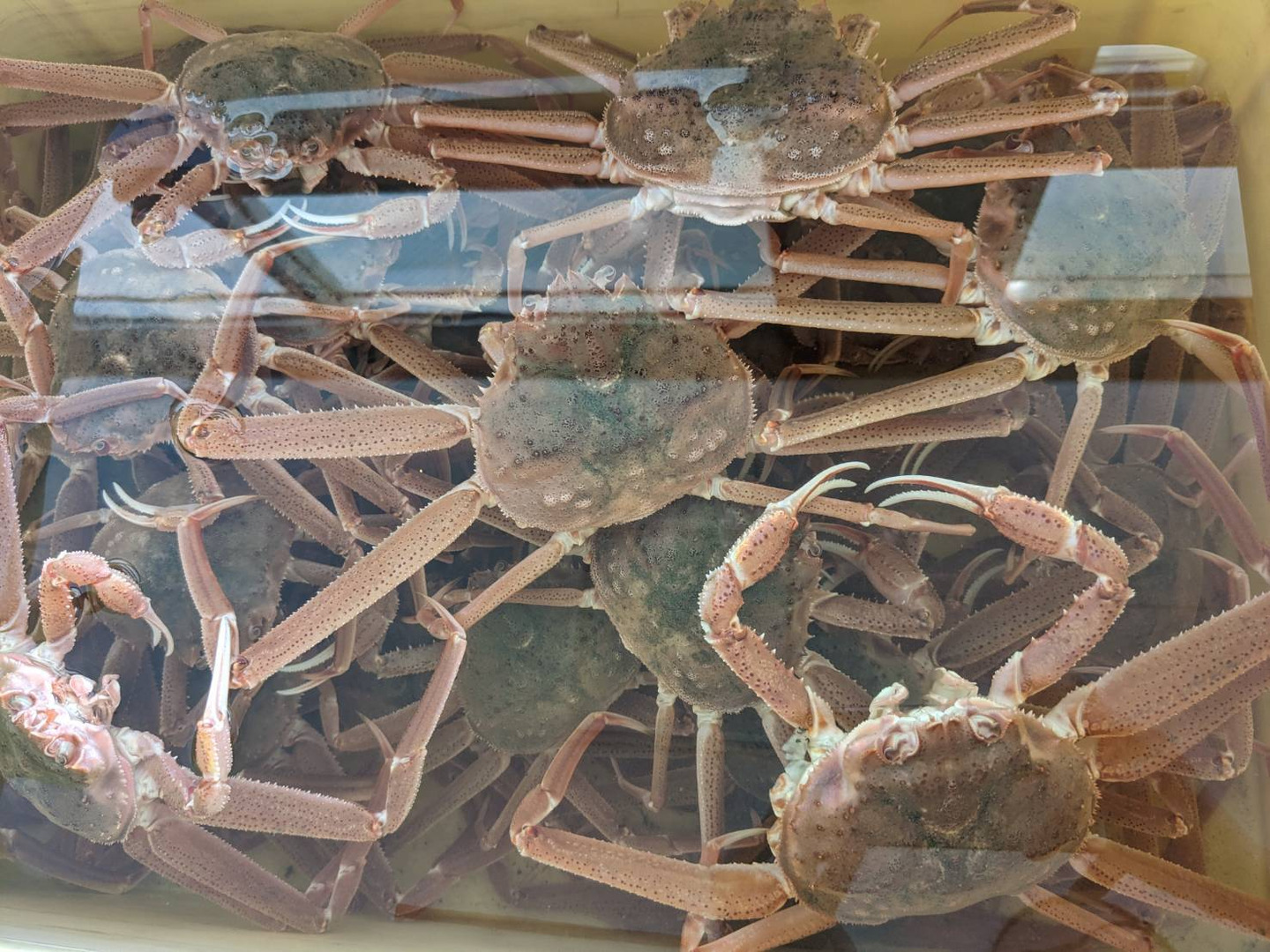 期間限定特売セール‼【北海道産】活ズワイガニ サイズ小中 10kg