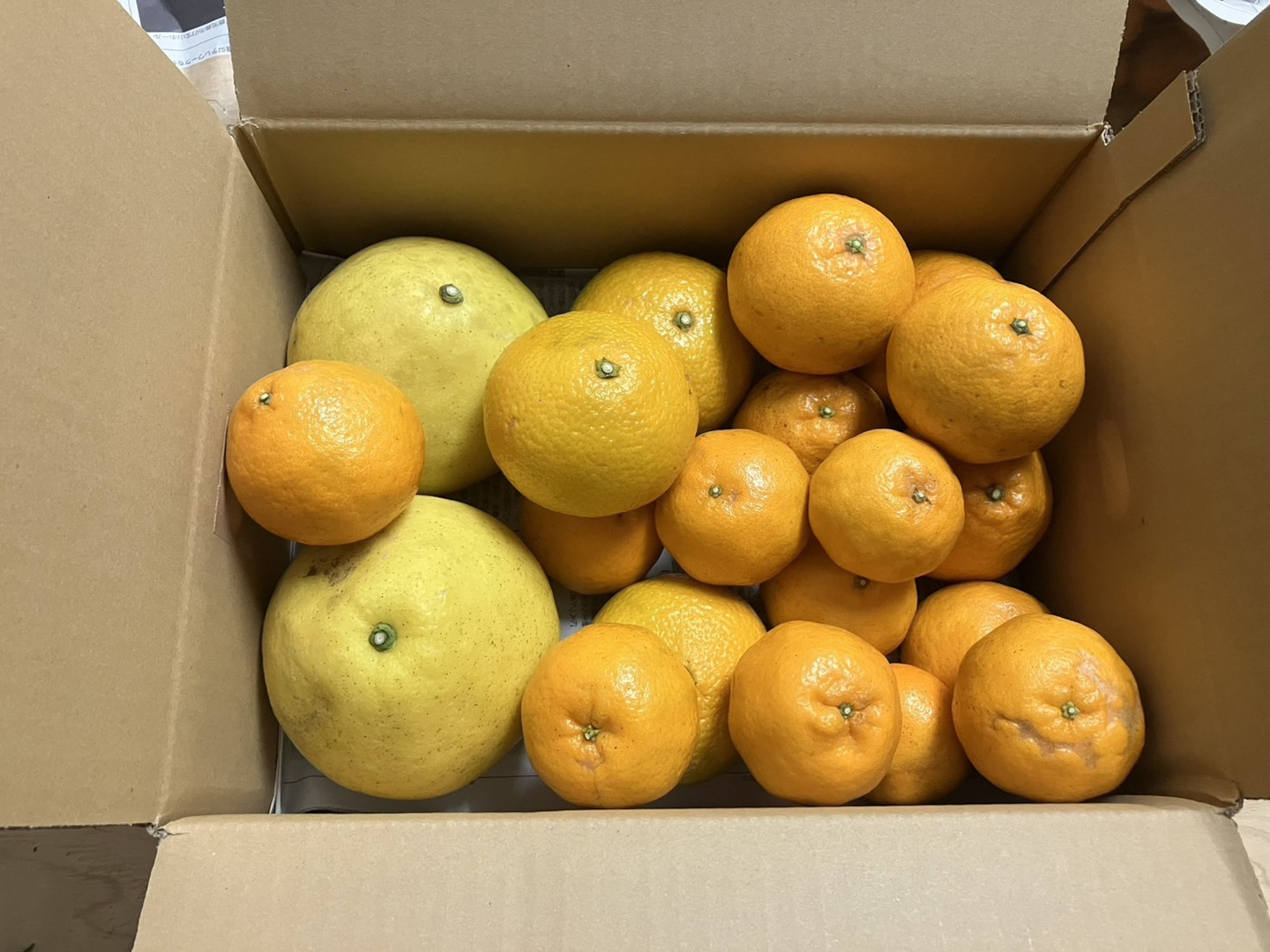 鹿児島県産「4種のみかん柑橘詰め合わせ」【柑橘食べ比べ】箱込み5