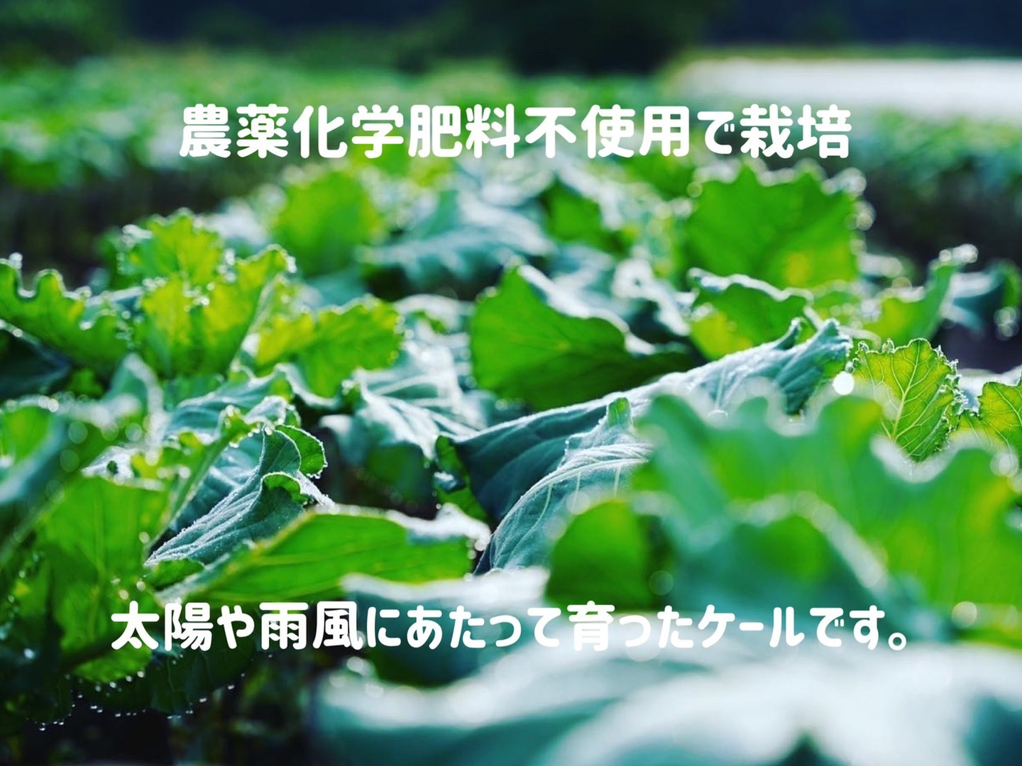 期間限定・お買い得商品: |産地直送 農薬無し栽培 (箱を除いた野菜だけの重量) ケール200g 香川県産 野菜