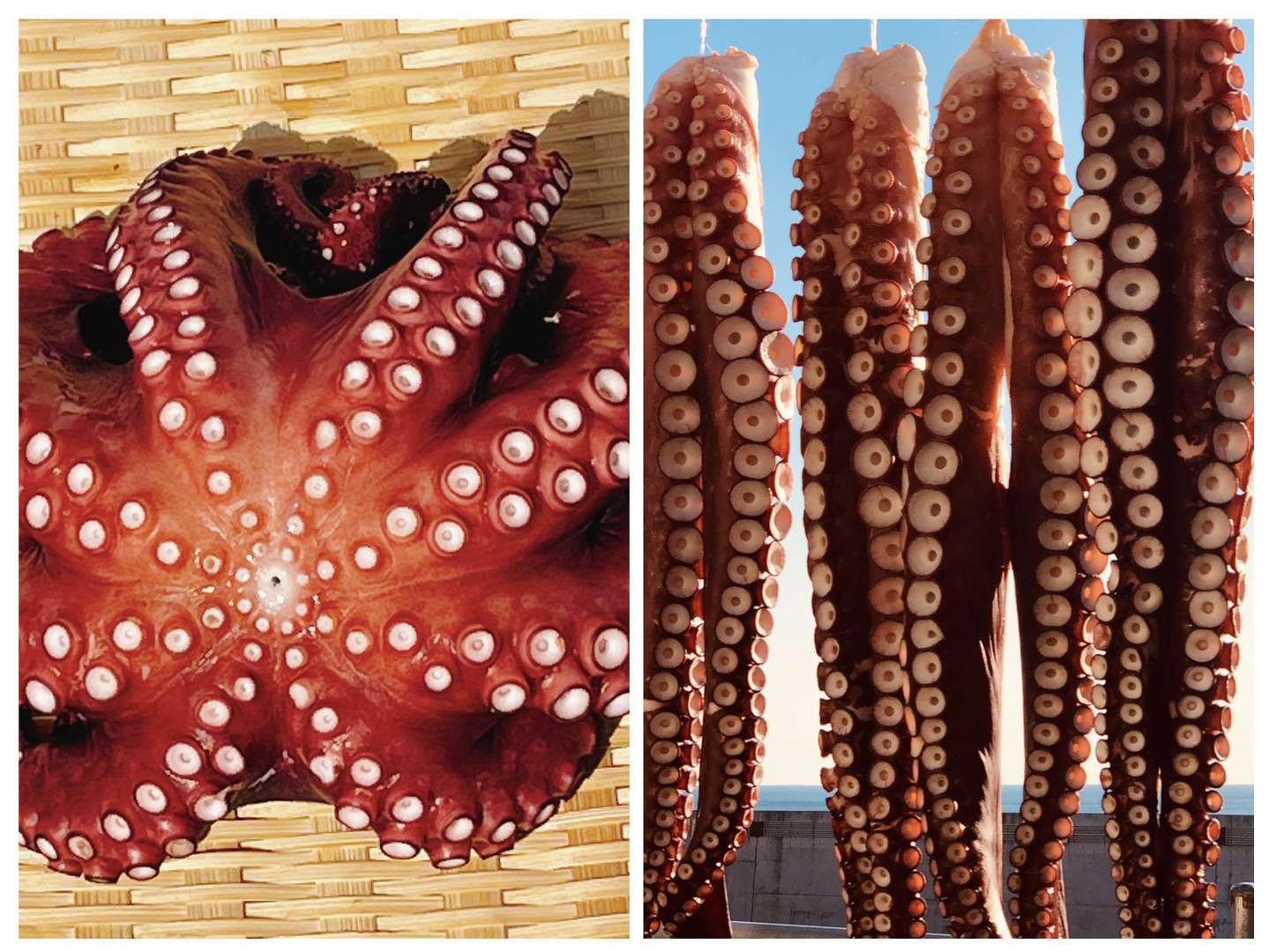 蒸し真ダコx蒸し水ダコ 食べ比べセット！！：岩手県産のマダコ｜食べ