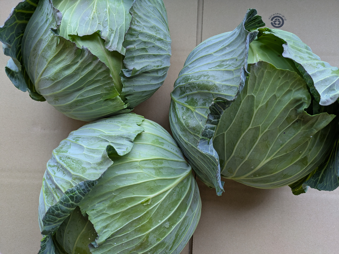 【予約中！】 8個🌊ミネラル🌊キャベツ：愛知県産の品種おまかせ｜食べチョク 野菜