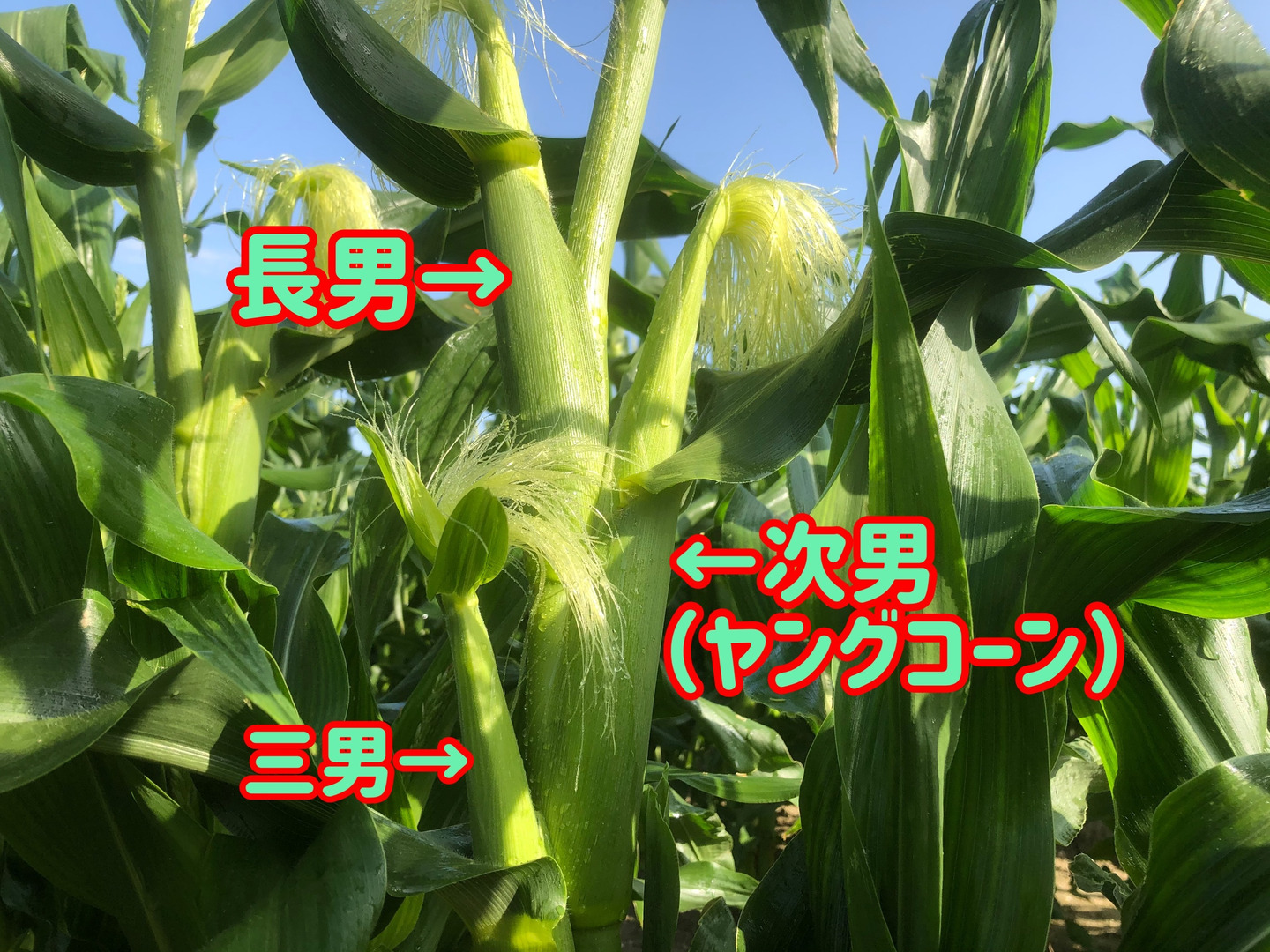 2024公式店舗 5月下旬発送】ヤングコーンであなたの人生変わったら Vegetables