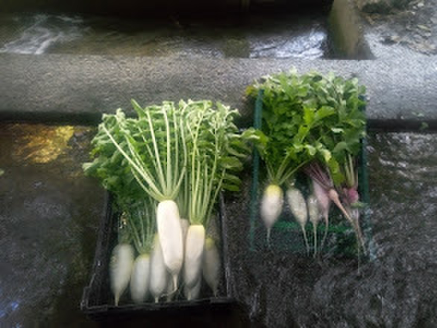 消費税無し 大根 肥料農薬不使用、自然栽培、自家採種：和歌山県産の源助 野菜