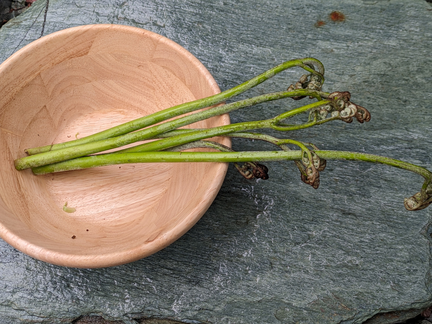 楽天市場】秋田県産わらび 秋田県産 わらび 2kg 山菜5代産地