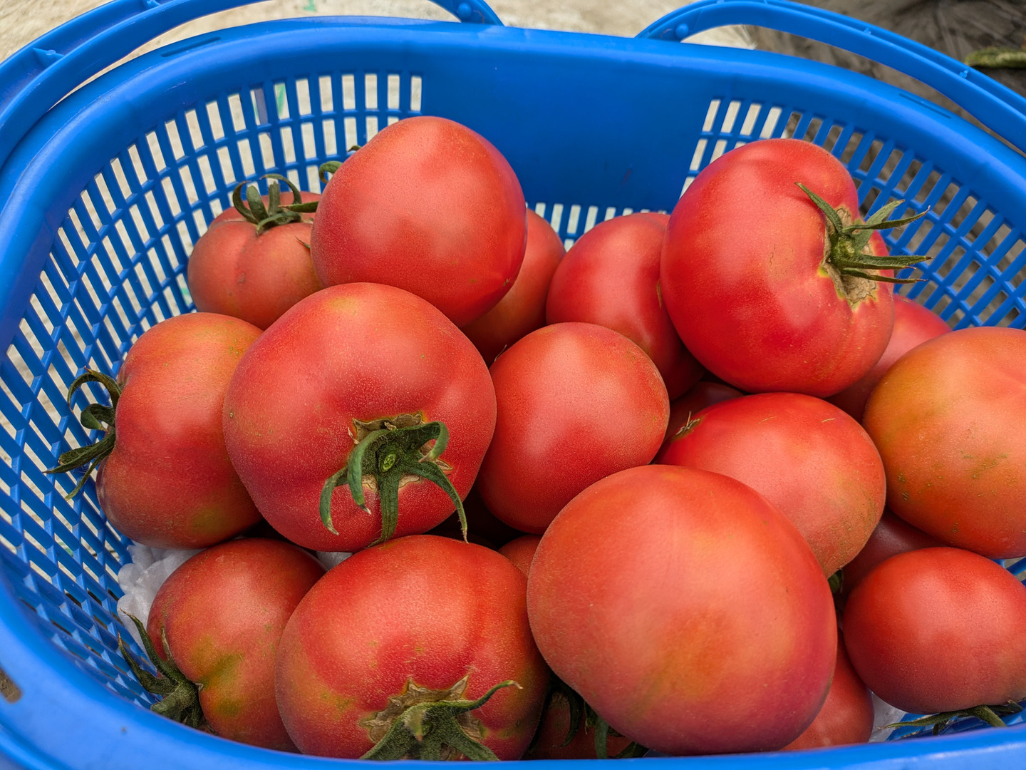 完熟とまと 糖度7.9度の肉厚濃厚な収農花のトマト(ご家庭用・1kg)：秋田県産
