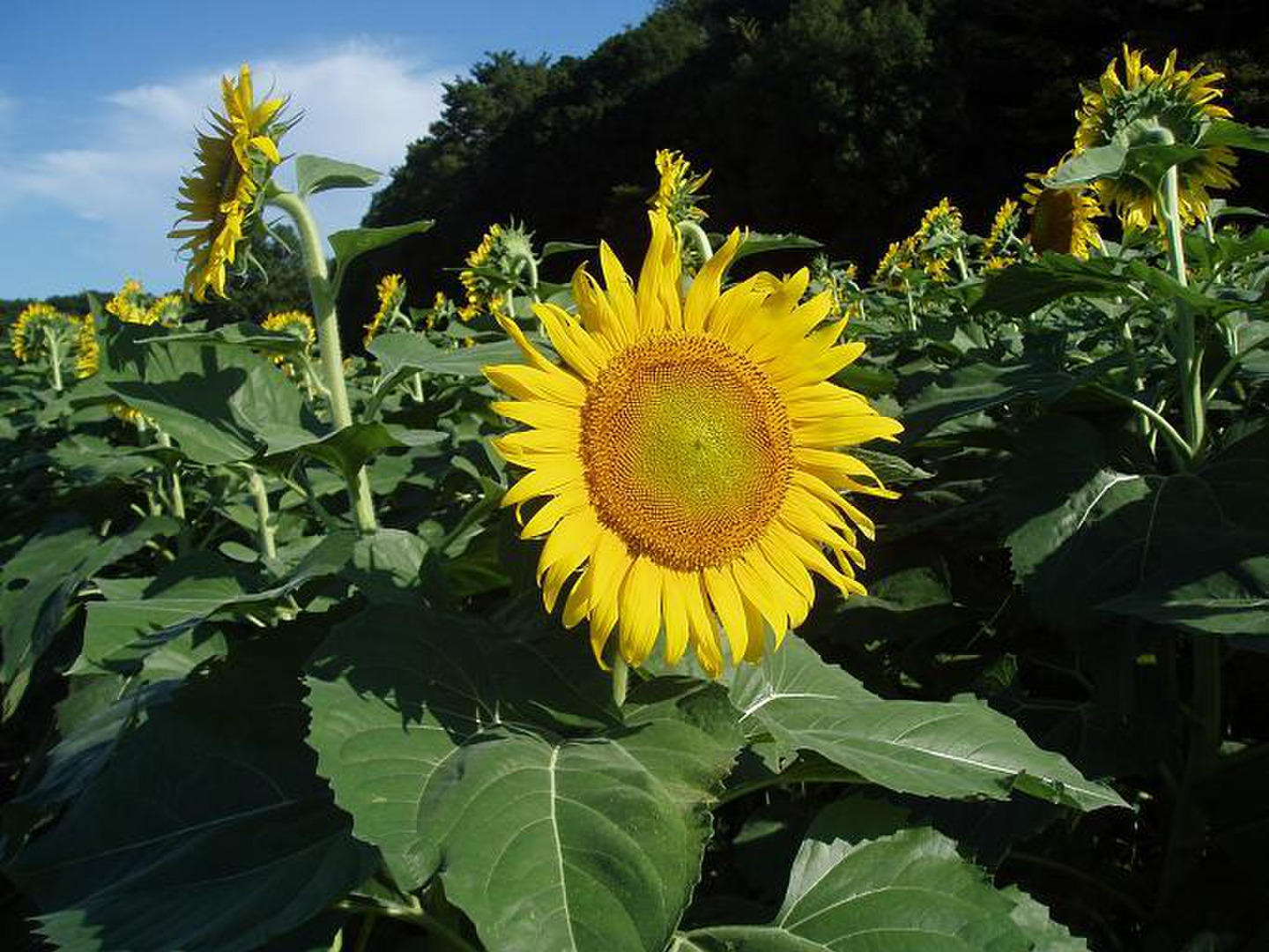 ひたちのくに(茨城県産) ひまわり油 コールドプレス 農薬・化学 ひたちのくに(茨城県産) ひまわり油 コールドプレス 農薬・化学