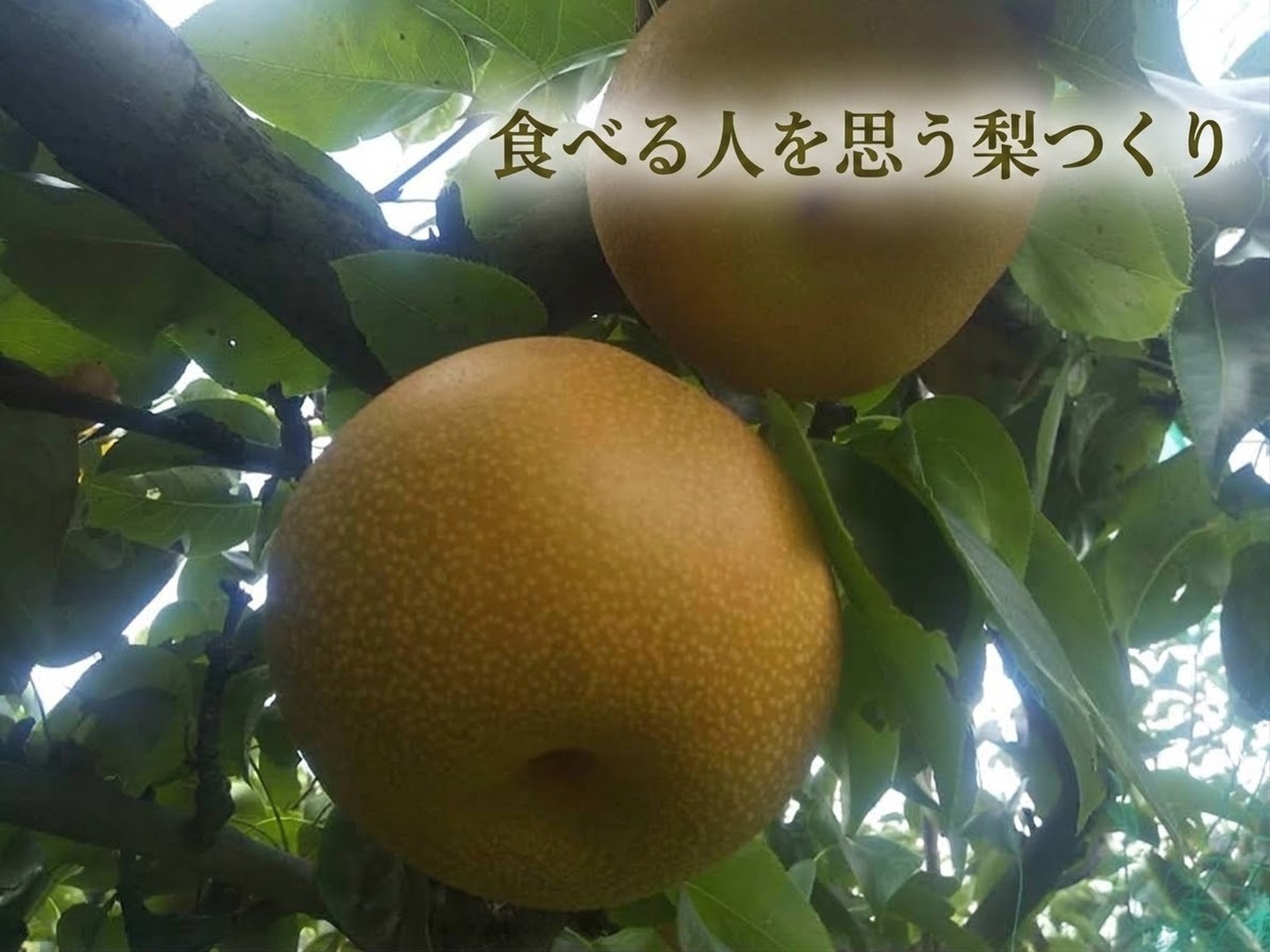 うまみと甘み！ネオニコフリーで育てた梨「豊水」5kg12~16玉：長野県産