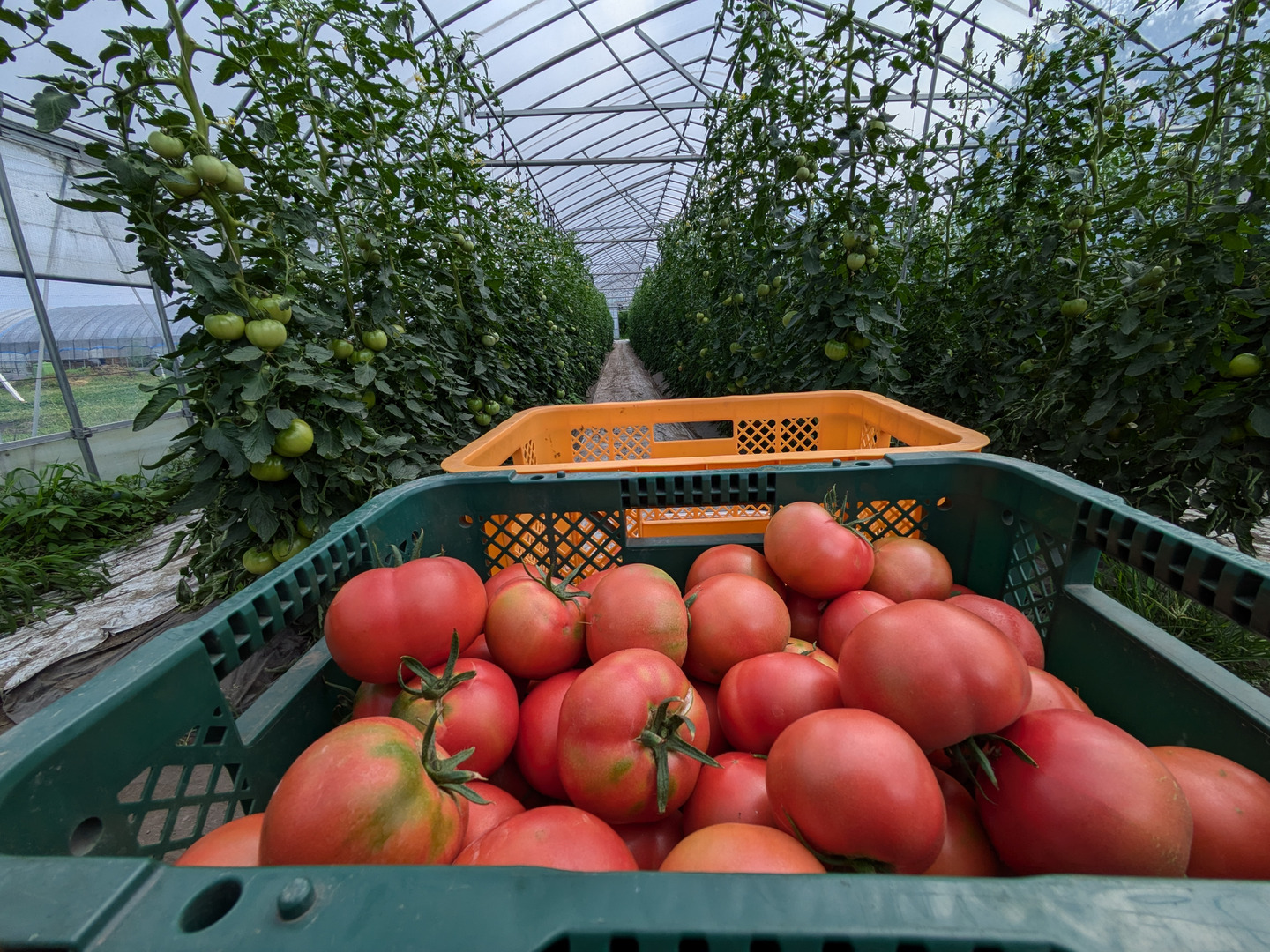 完熟とまと 糖度7.9度の肉厚濃厚な収農花のトマト(ご家庭用・1kg)：秋田県産