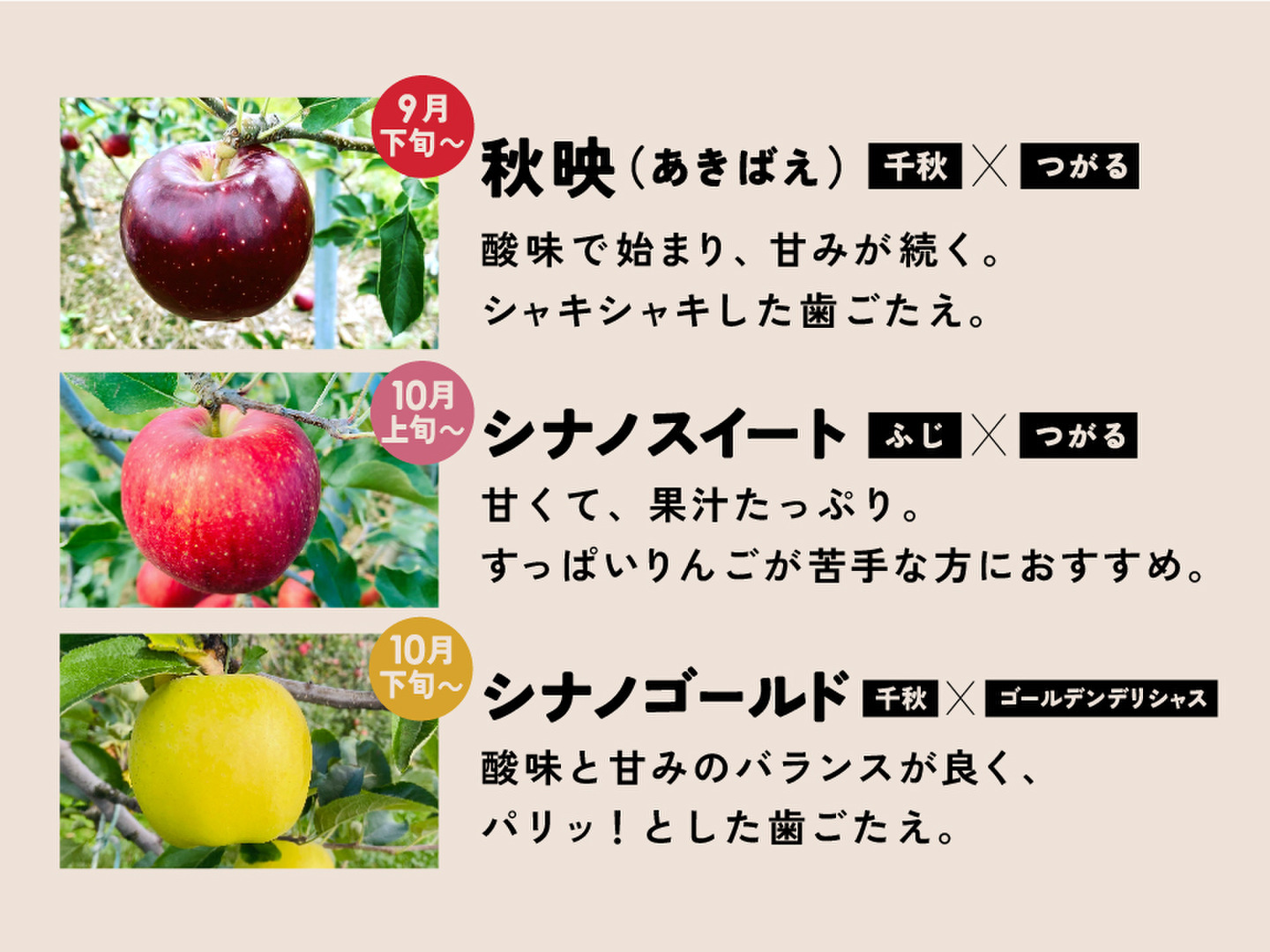 【シナノシリーズ一番人気】シナノスイート5キロ箱 訳あり品 甘くてシャキシャキ ID12292 長野県 信州 安曇野 リンゴ 幻 幻のリンゴ 予約  希少 旬 甘い：長野県産のシナノスイート｜食べチョク｜産地直送(産直)お取り寄せ通販 - 農家・漁師から旬の食材を直送