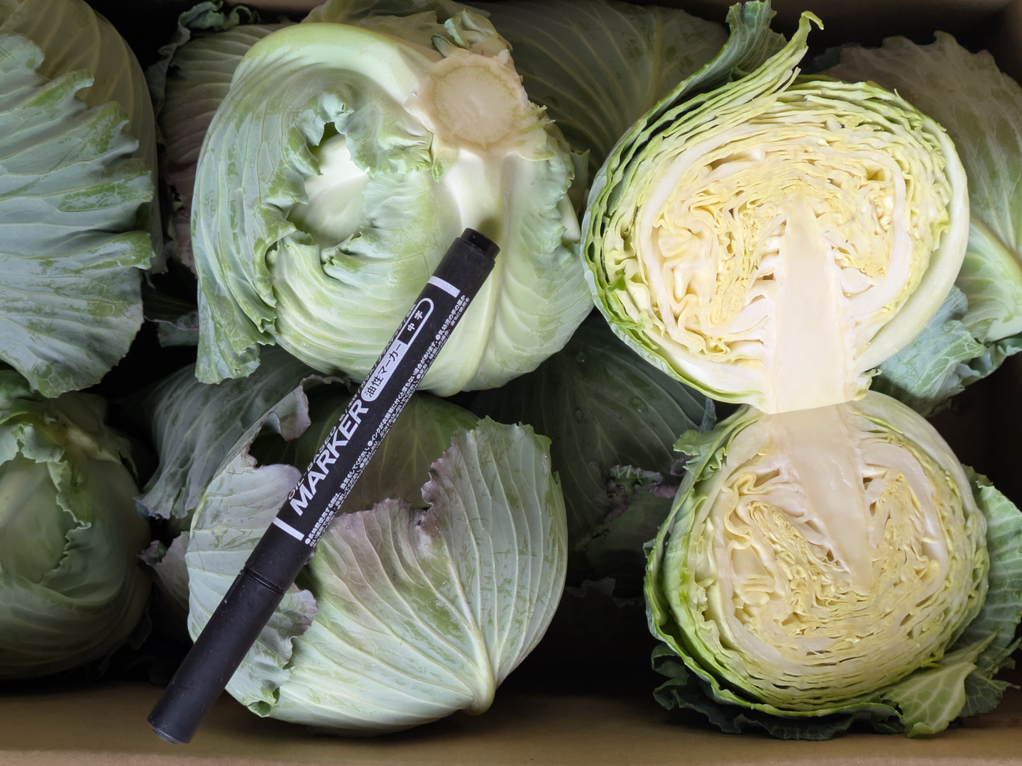 定番のお歳暮 ミニ寒玉キャベツ10個：愛知県産の野菜｜食べチョク｜産地直送 野菜