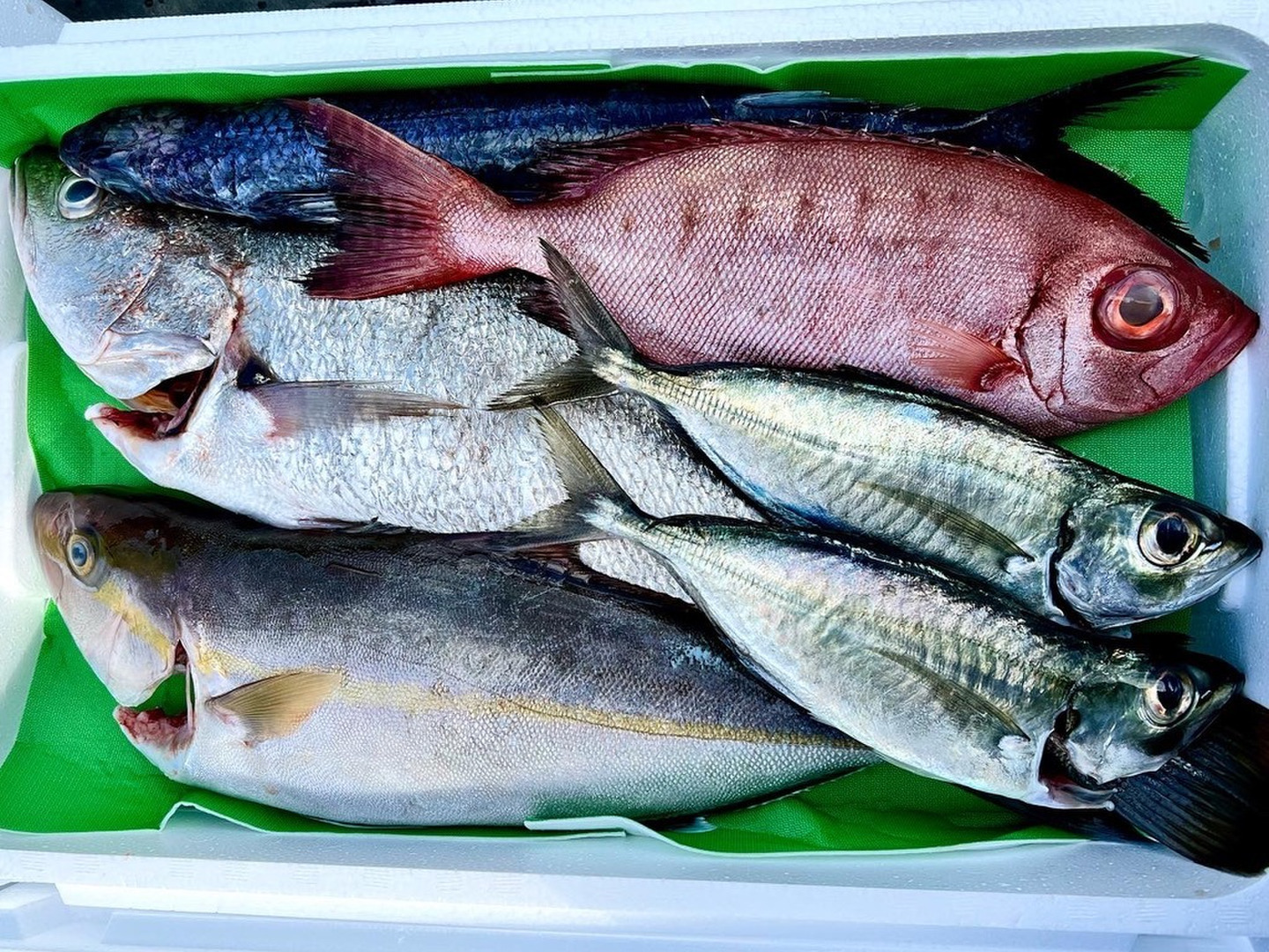 みーこ 鮮魚セット Mサイズ】鮮度バツグンの朝どれ鮮魚セット：宮崎県産の魚介類