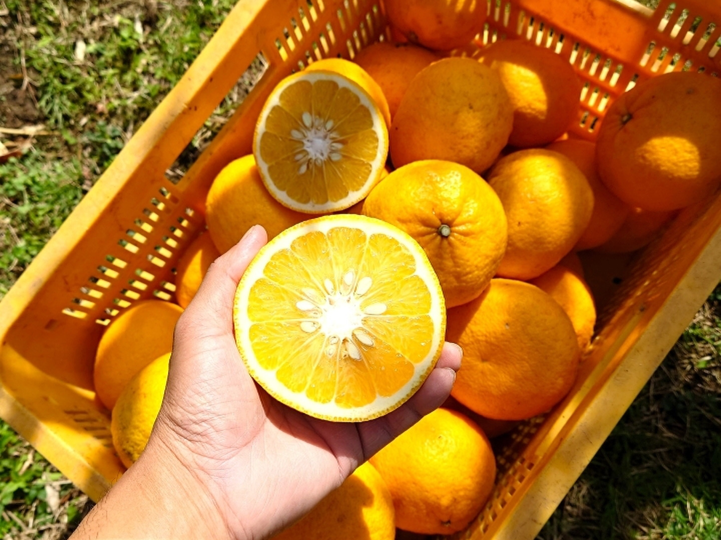 爽やかな香りと瑞々しさ！木成り完熟甘夏（5kg）：熊本県産の